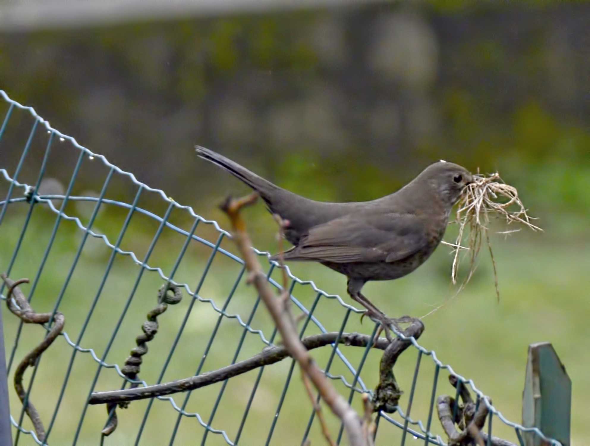 è ora di fare il nido