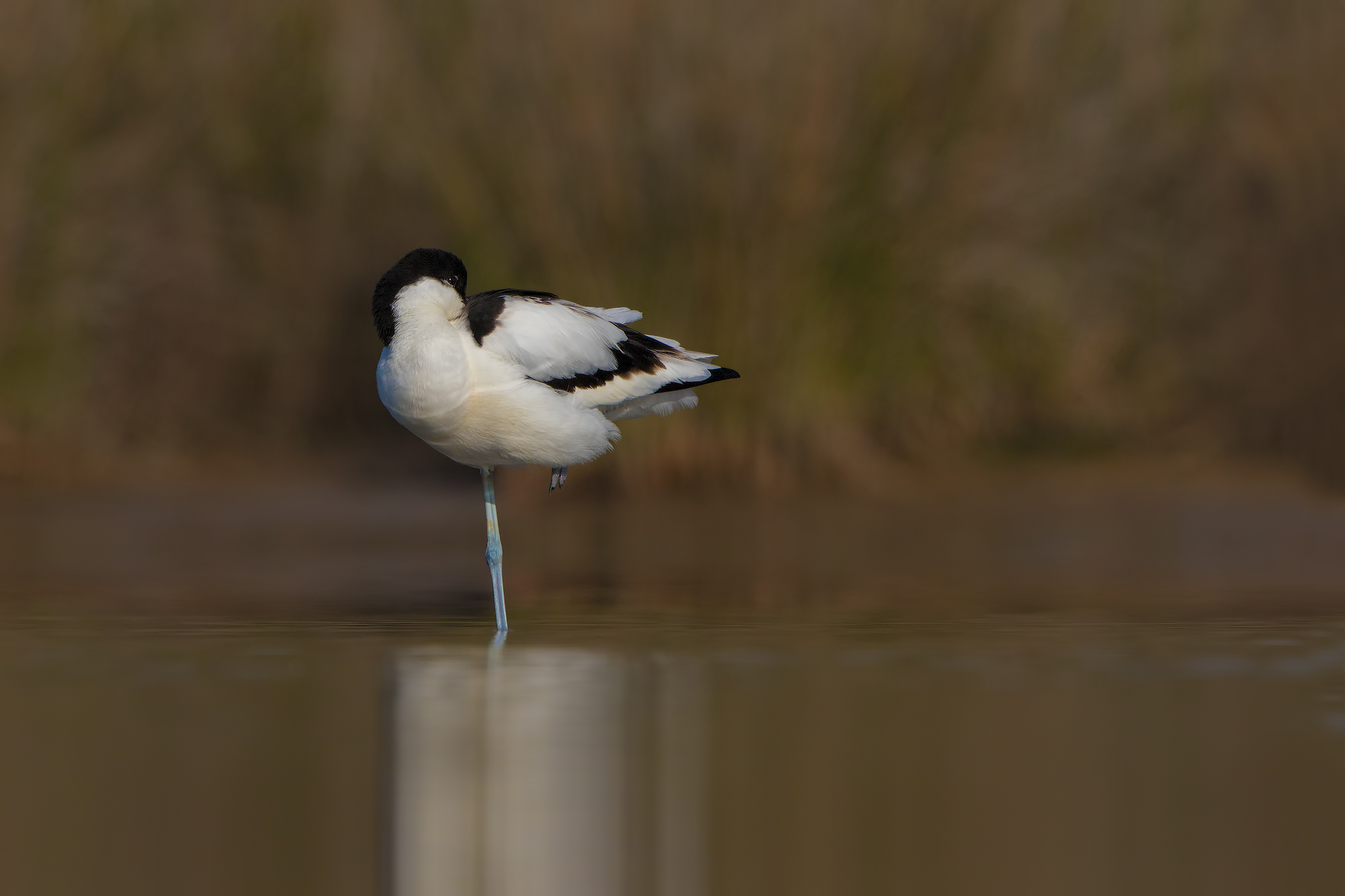 Avocetta