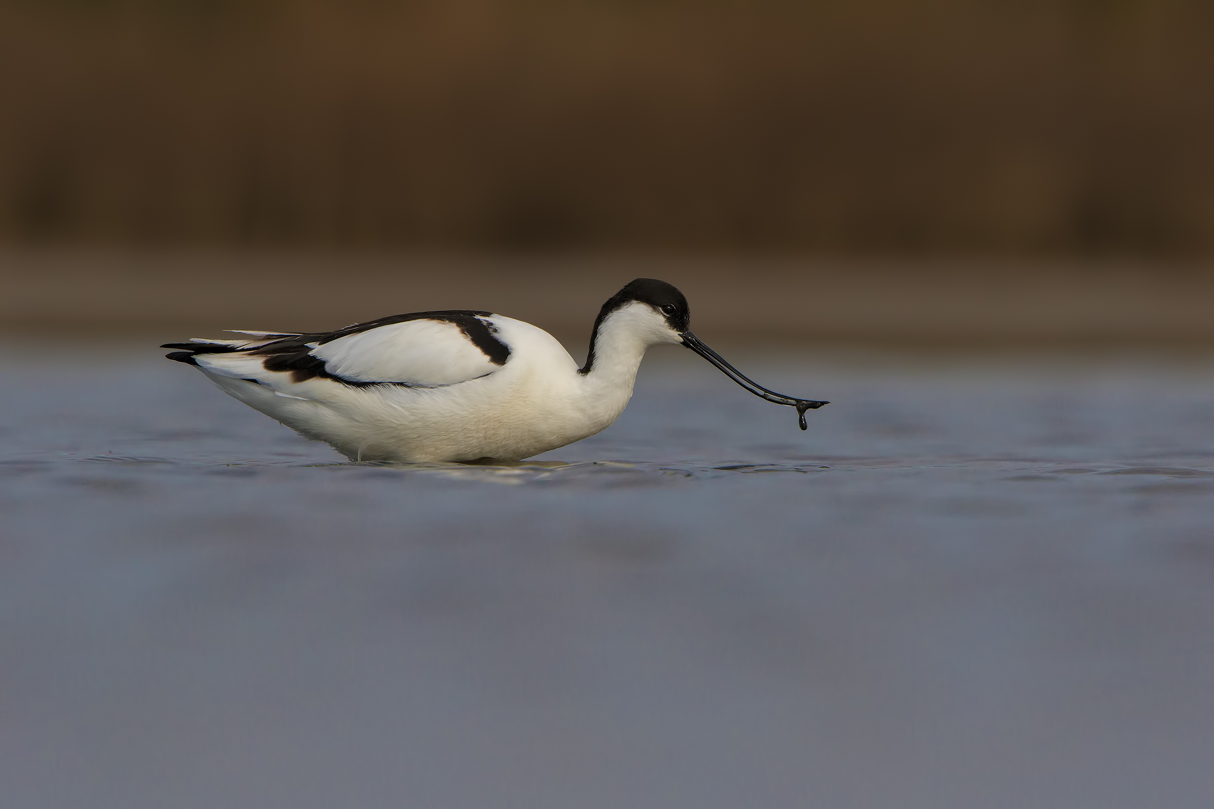 Avocetta