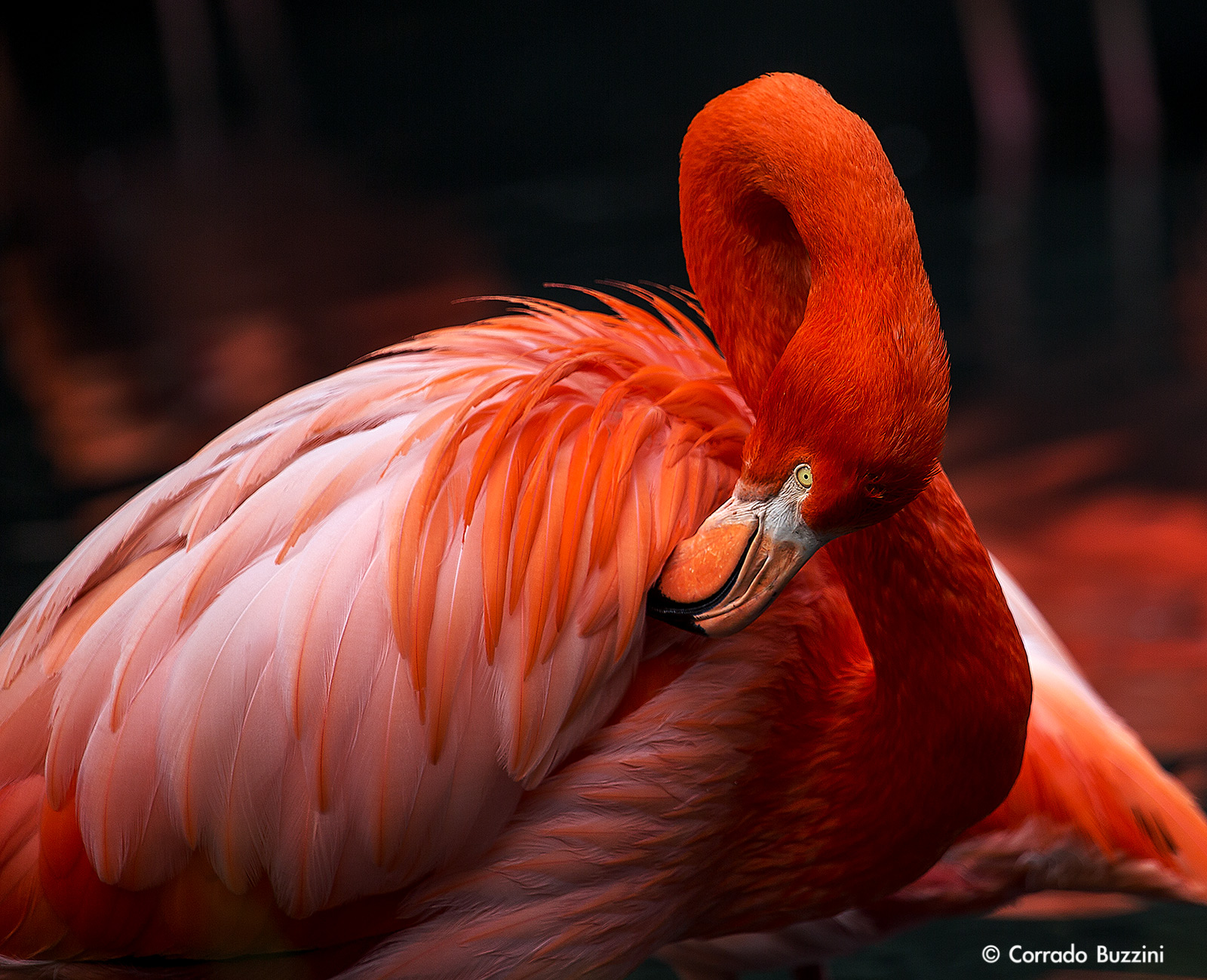 Flamingo