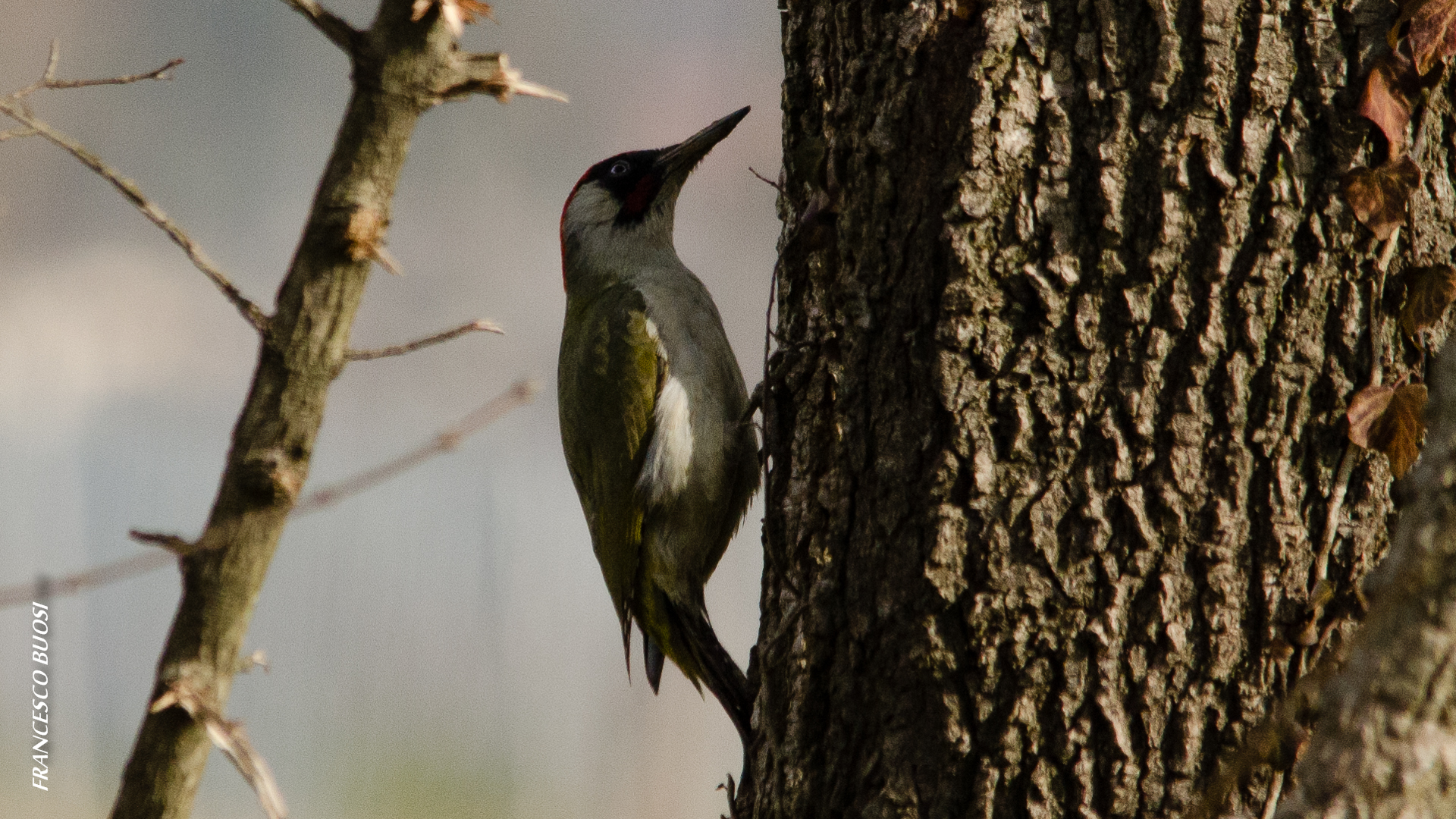 green woodpecker in my shed
