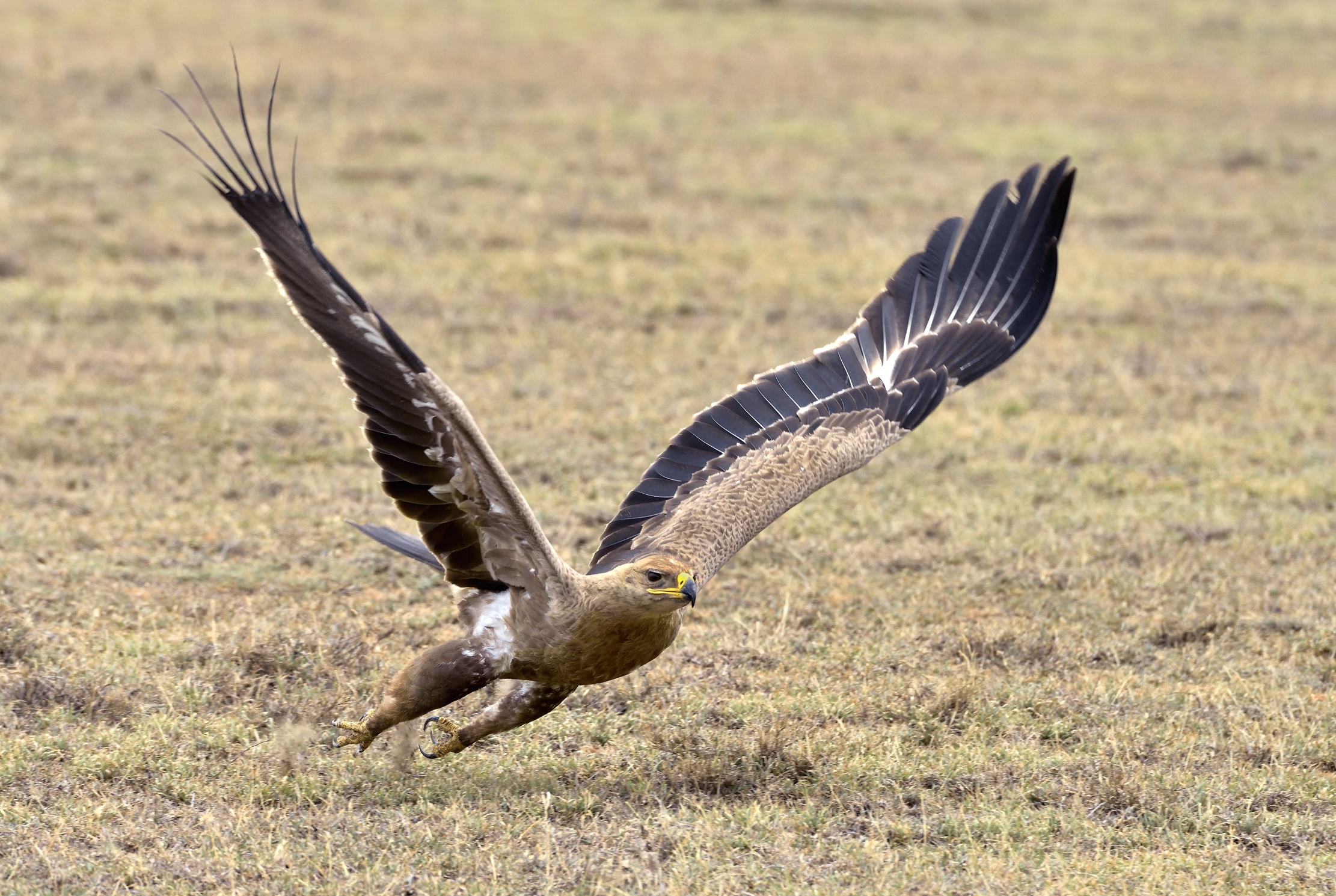 Tanzania 2015 - Aquila della steppa