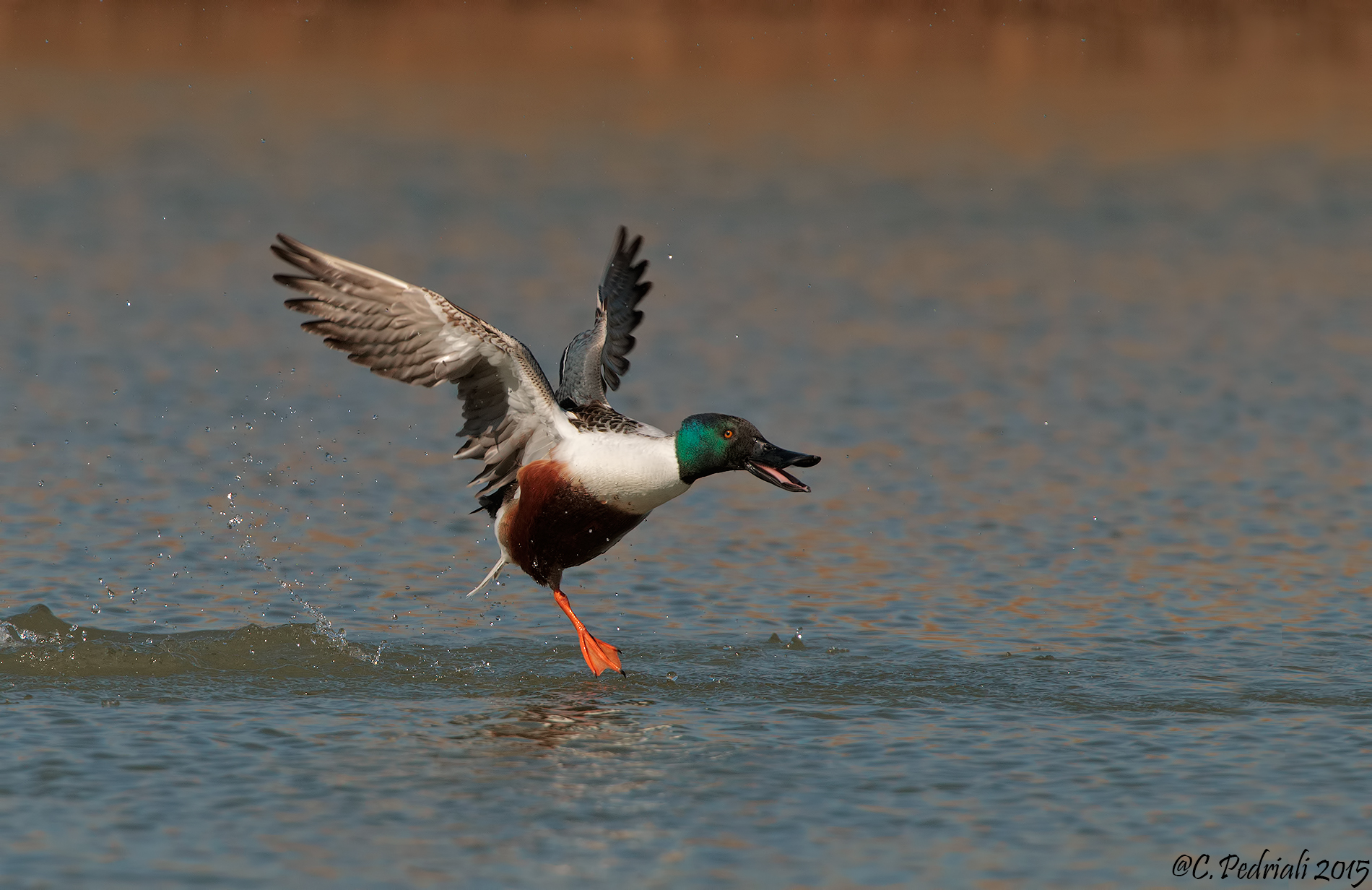 Mestolone in partenza..