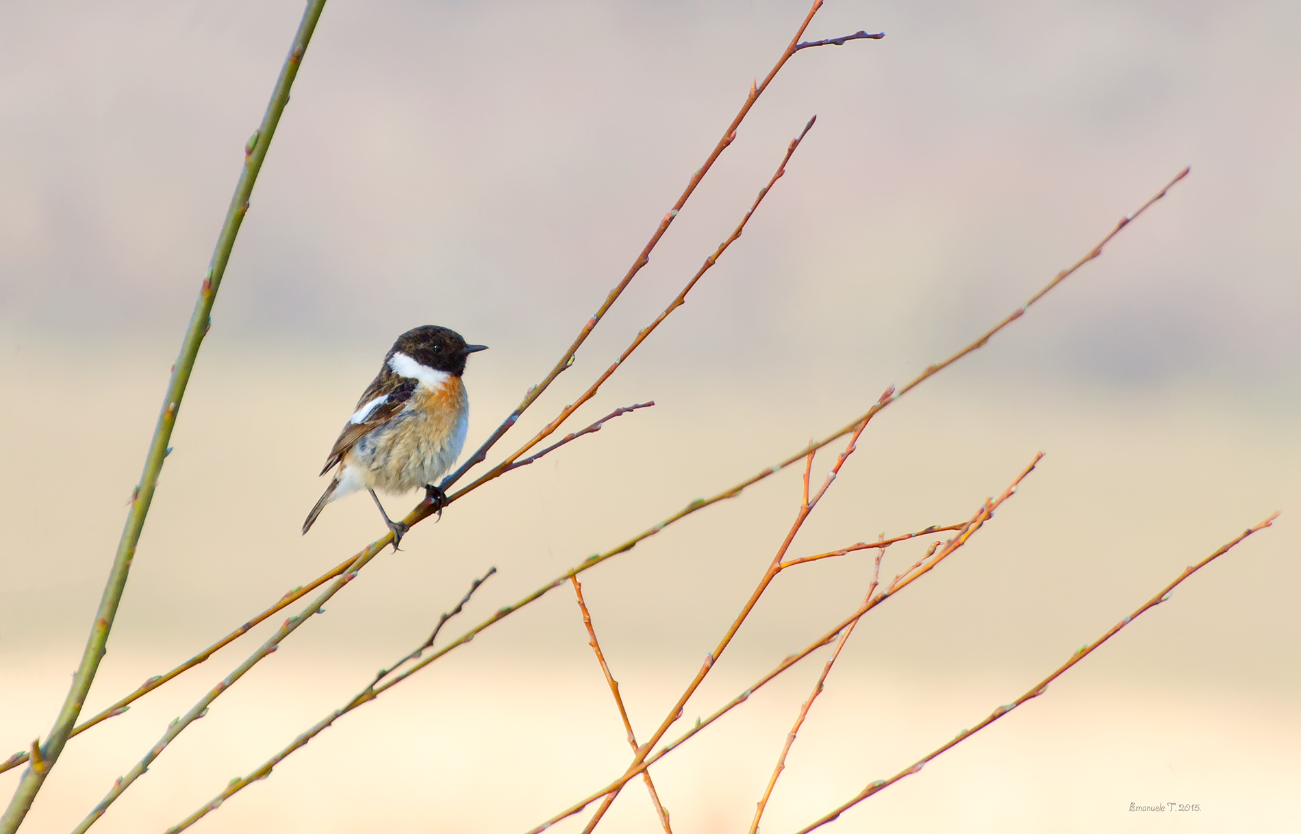 Stonechat