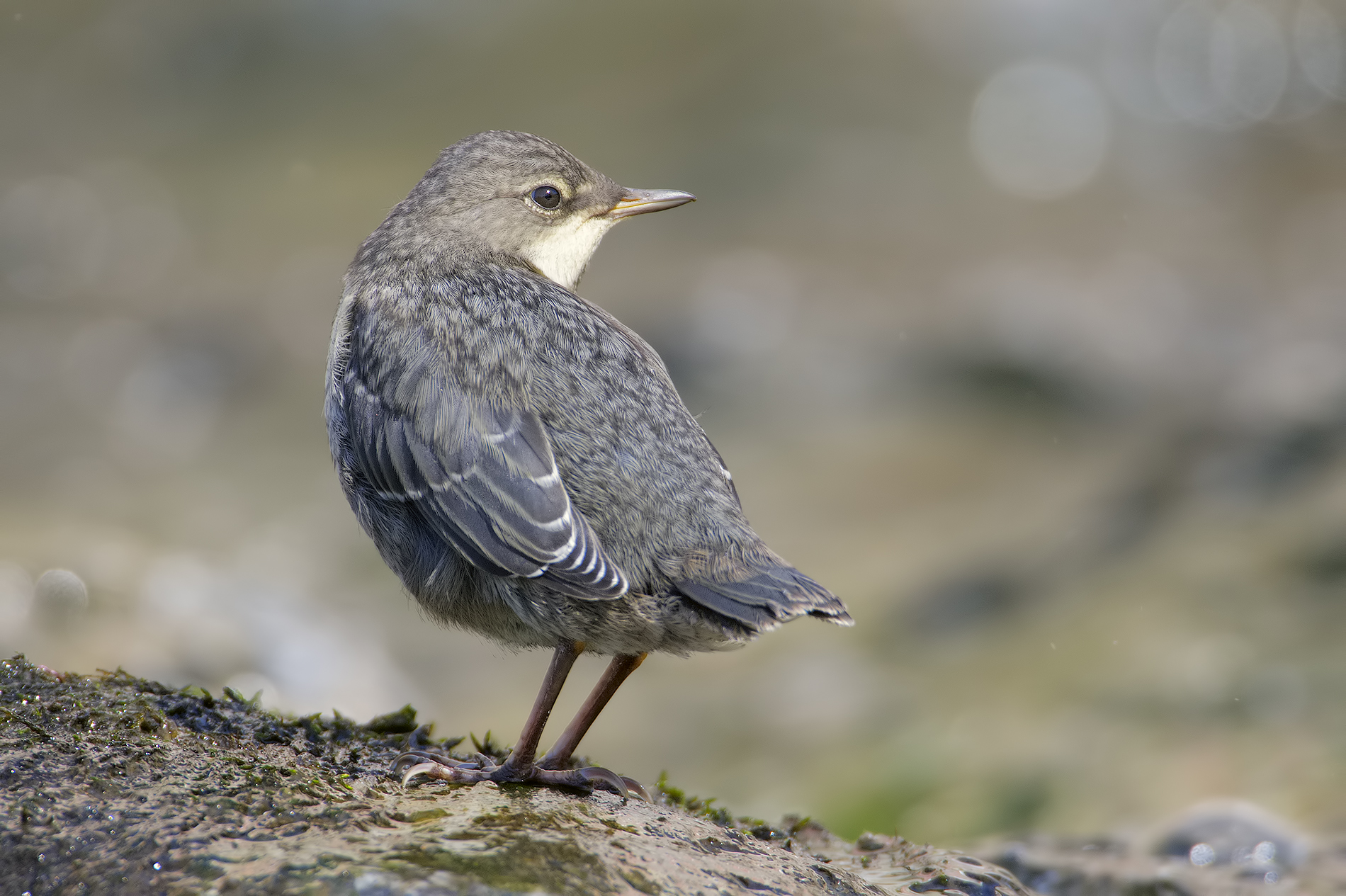 merlo acquaiolo juv.