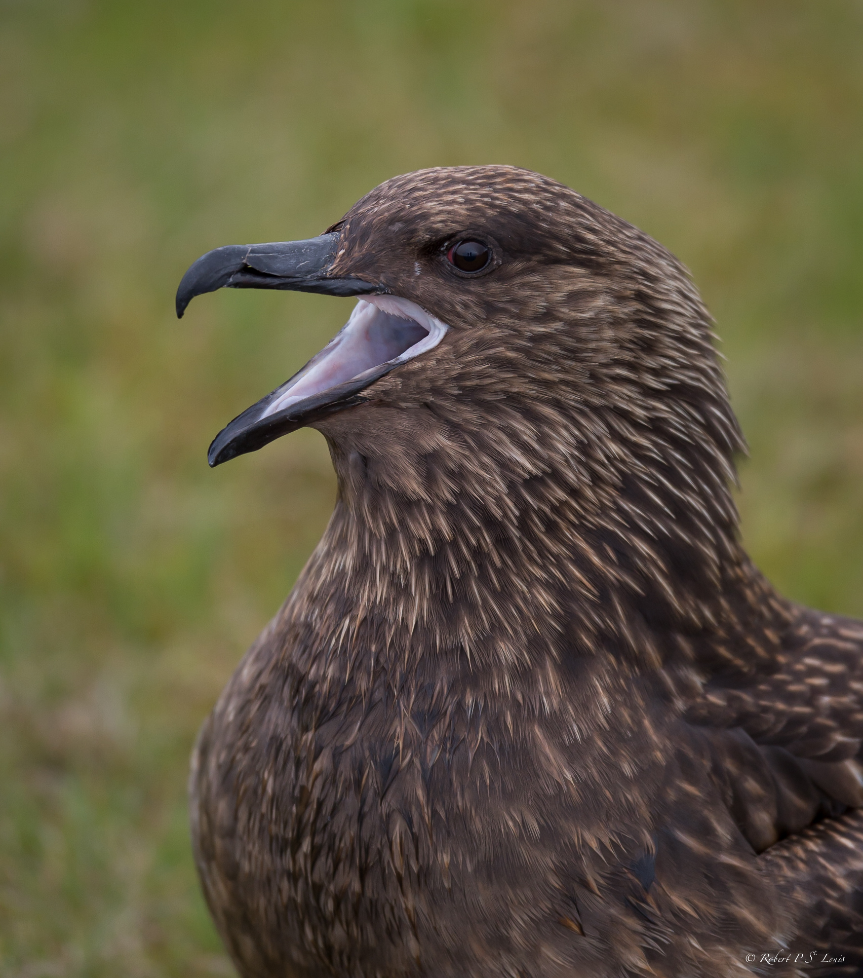 Giant Skua