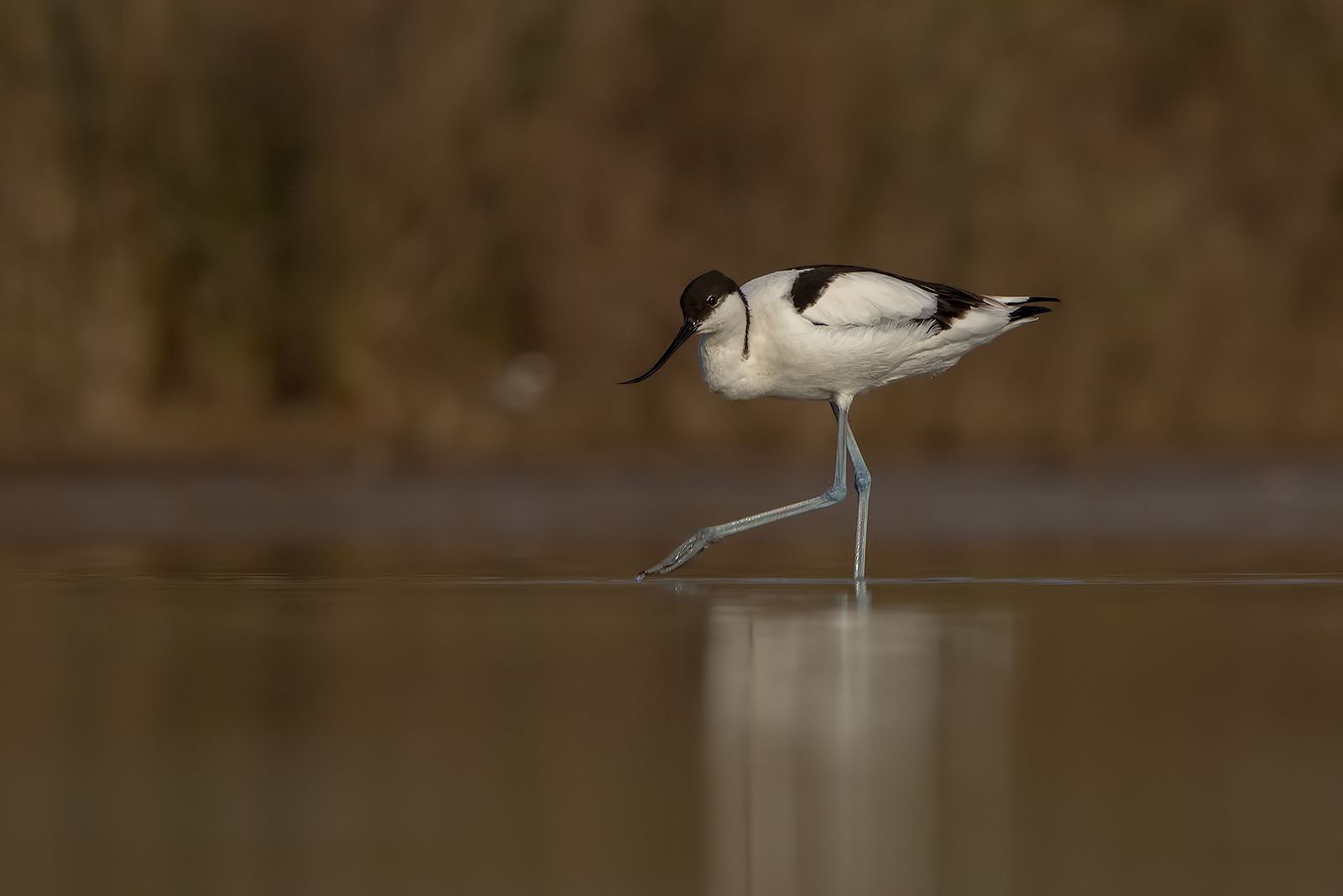 Avocetta