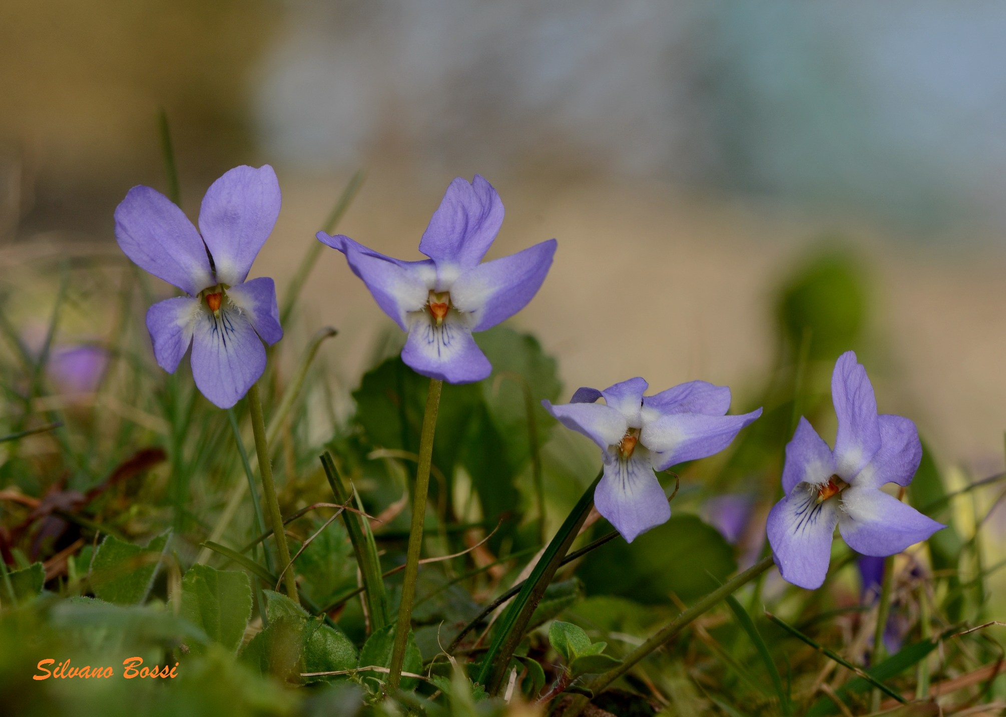 violets