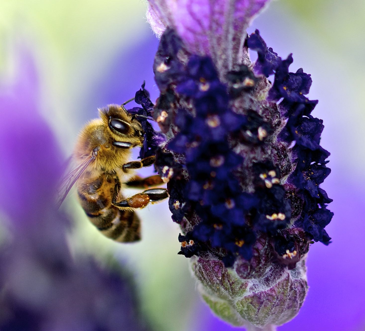 Honey bee (Apis mellifera)