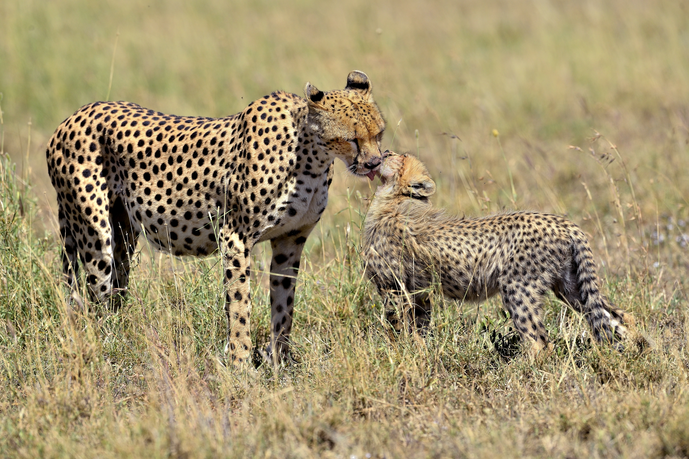 Tanzania 2015 - Baci per strada