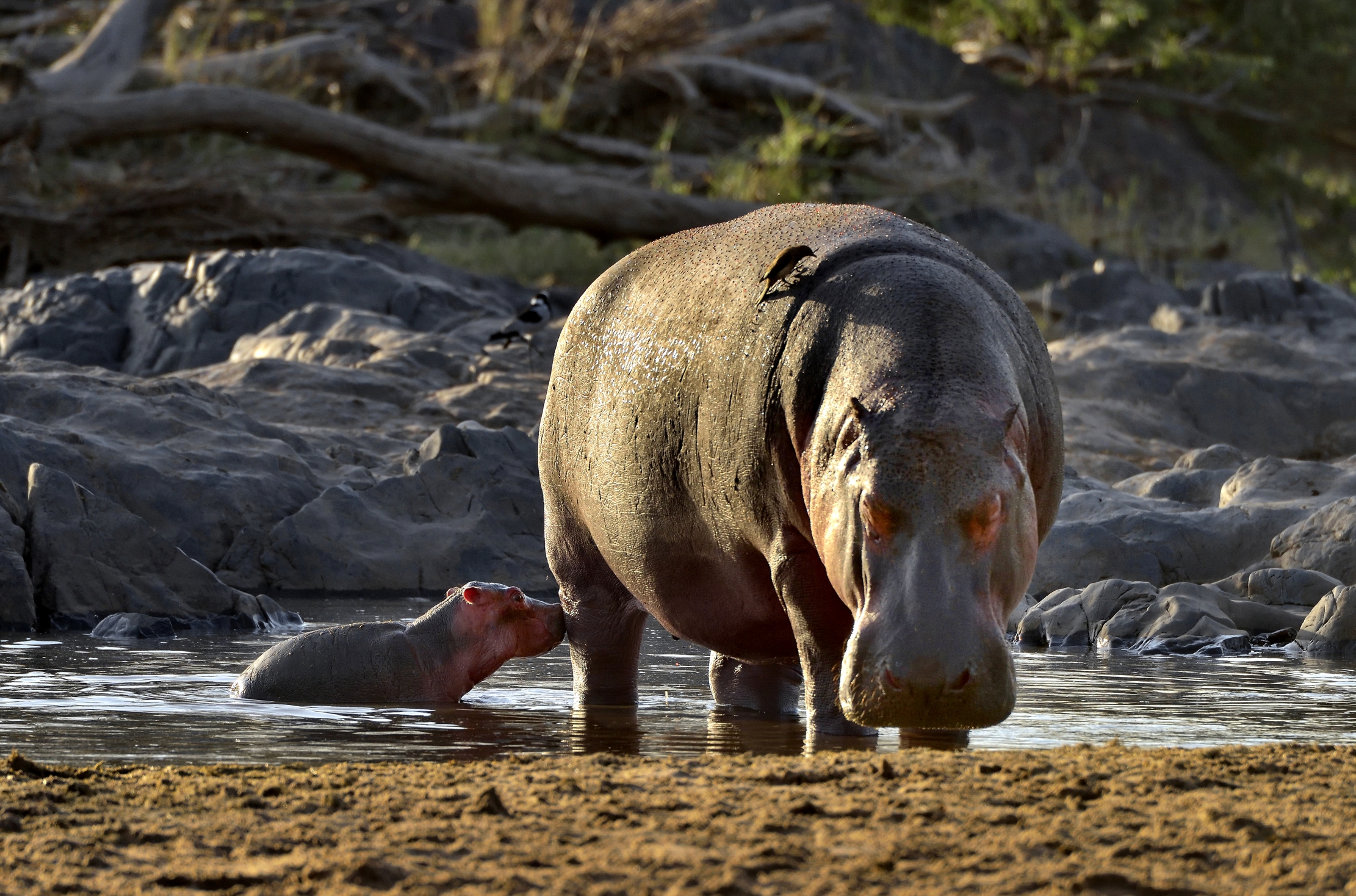 Tanzania 2015 - Mamma e cucciolo