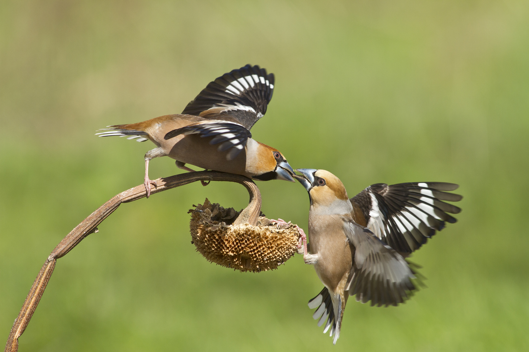 Hawfinches males in duel