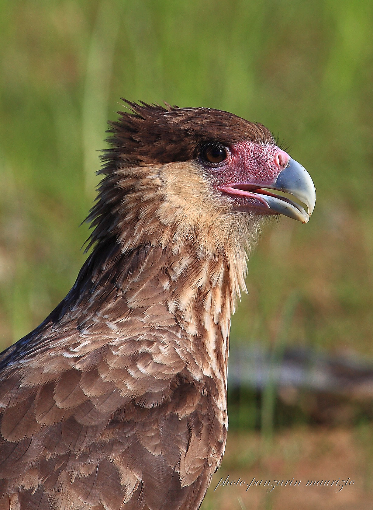 portrait caracara plancus