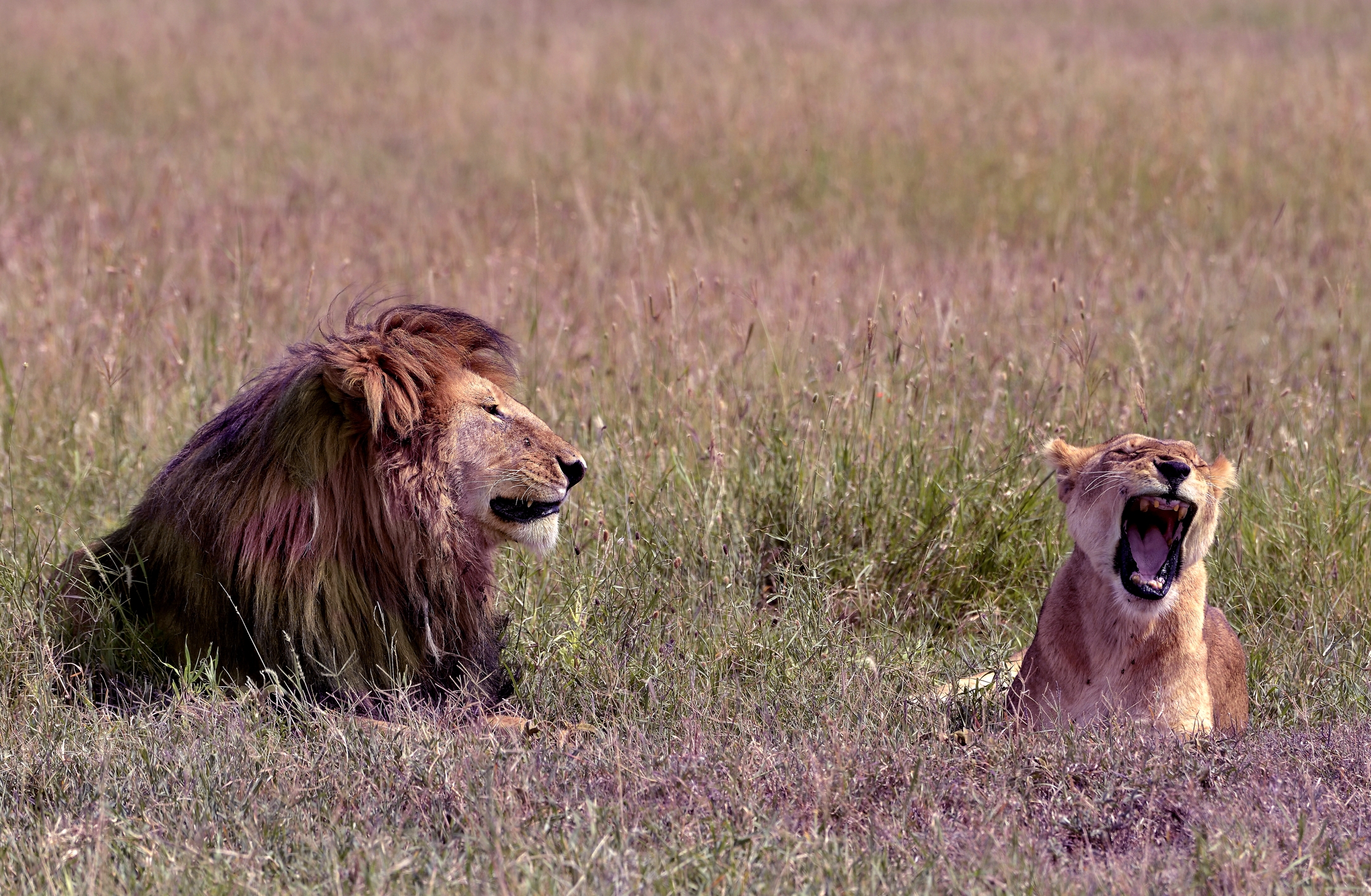 Tanzania 2015 -Amore???