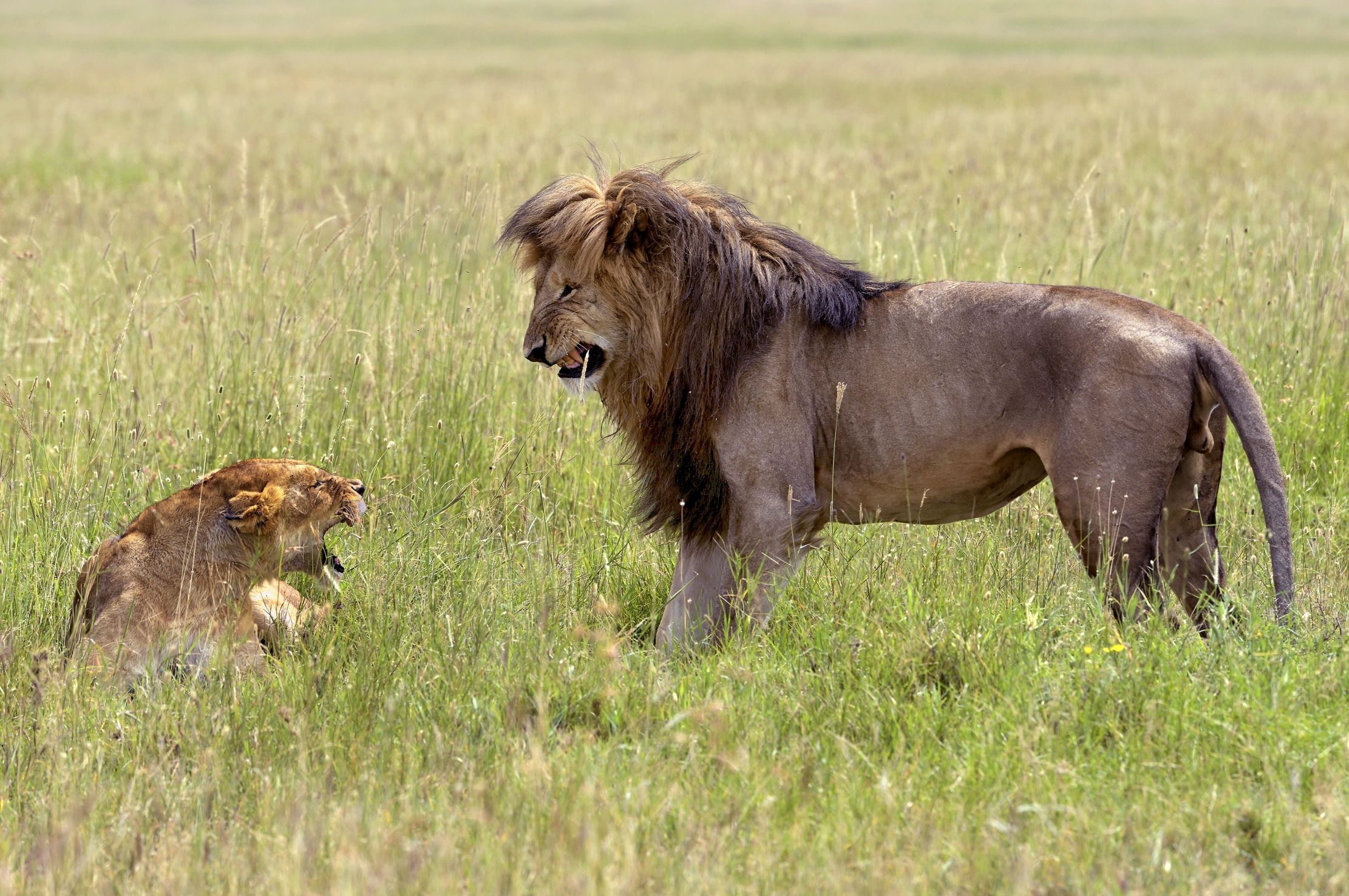 Tanzania 2015 - La coppia scoppia