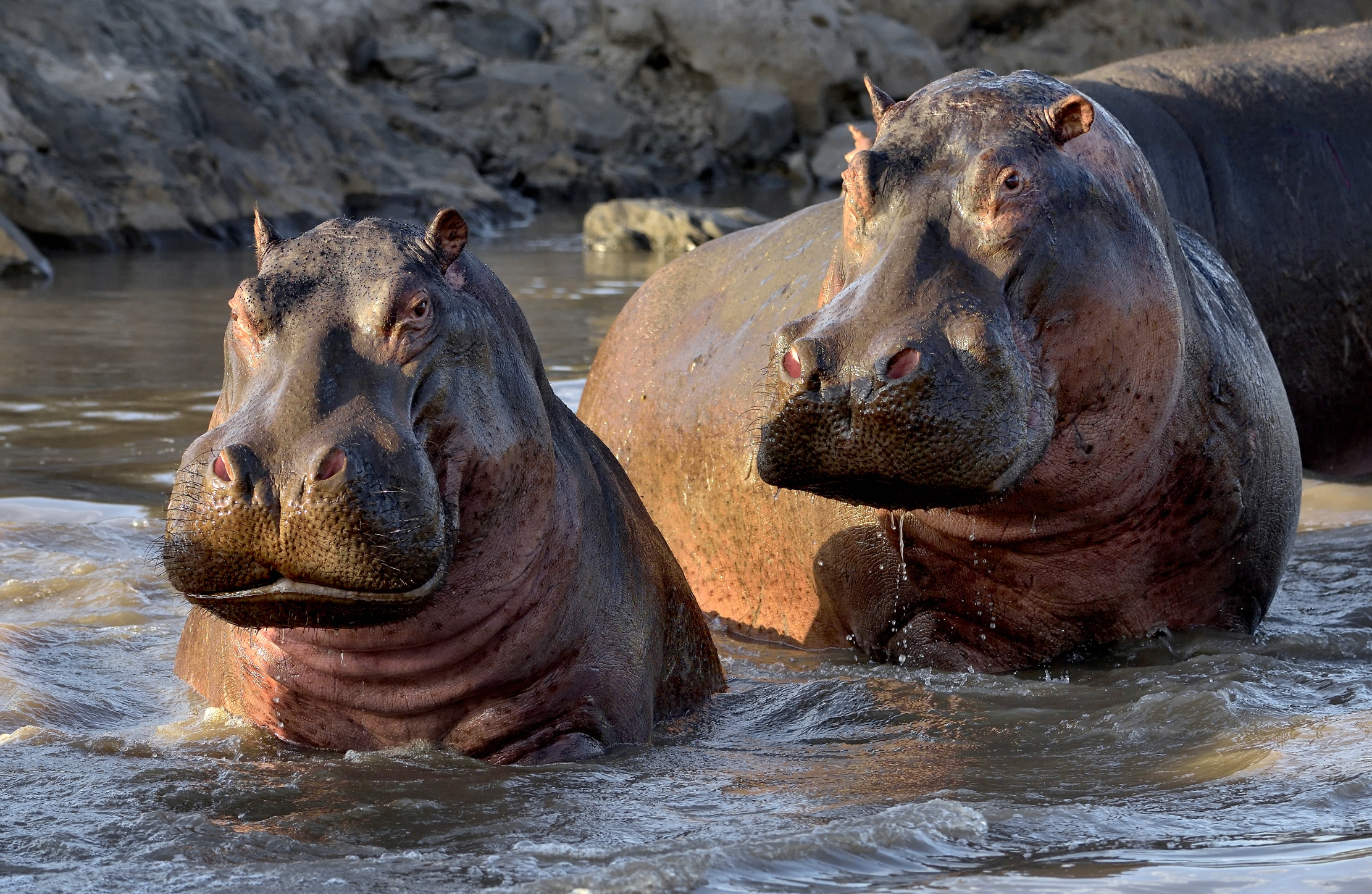 Tanzania 2015 - La gossa coppia