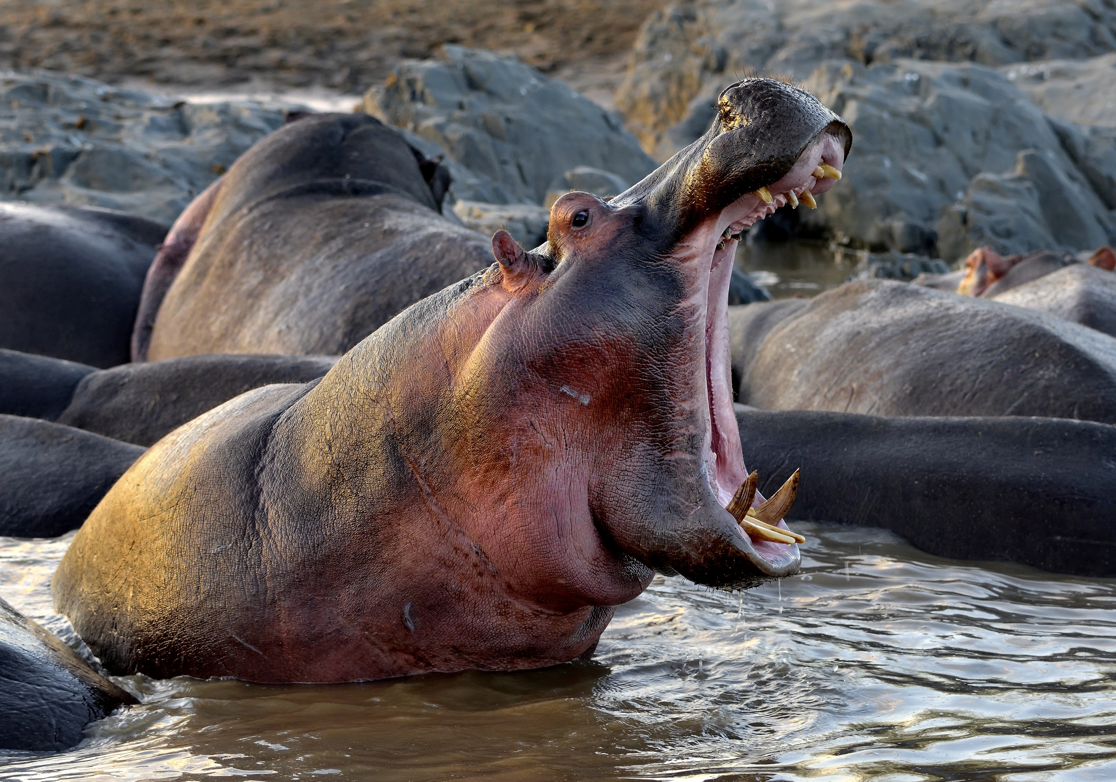 Tanzania 2015 - A bocca aperta