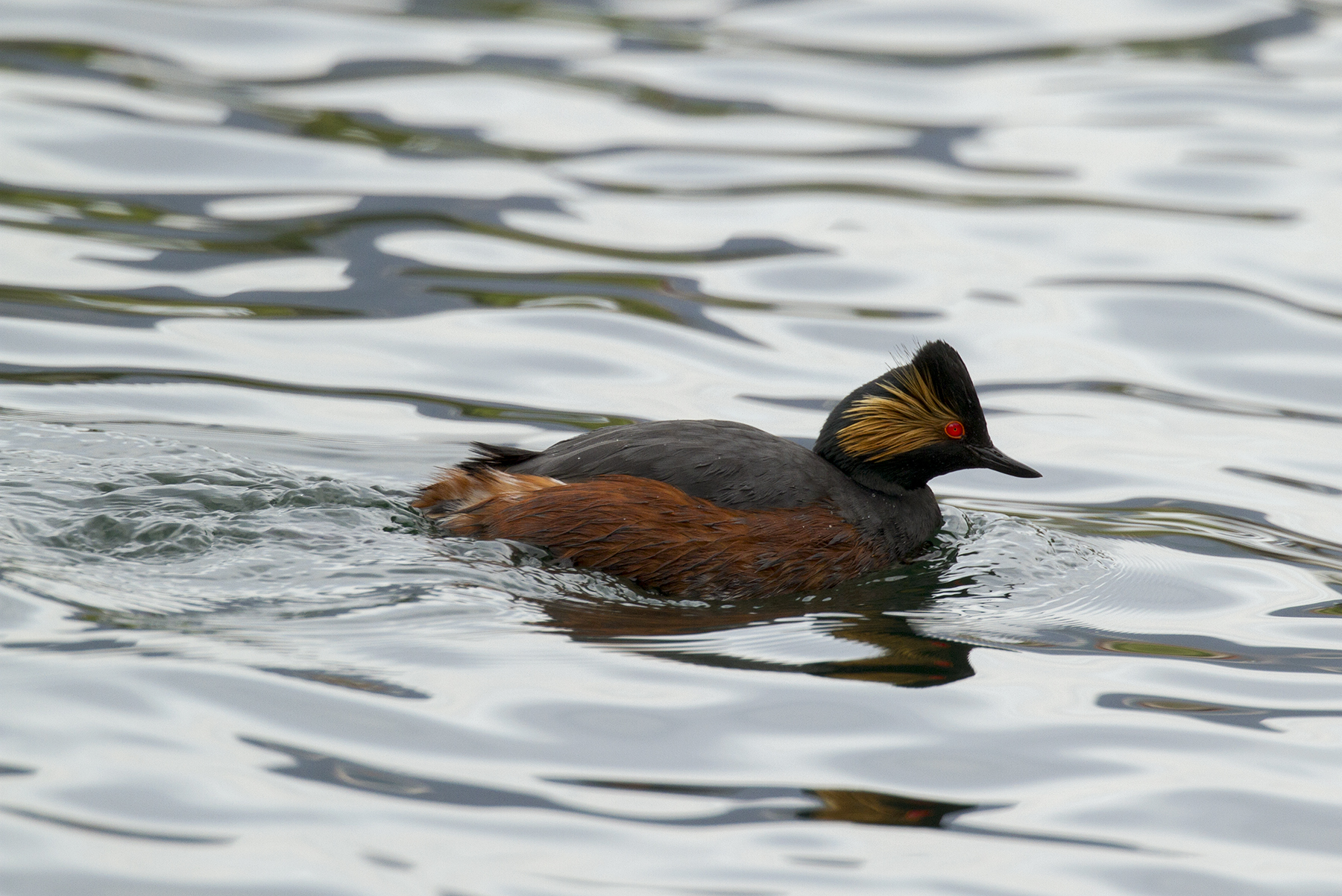 grebe less
