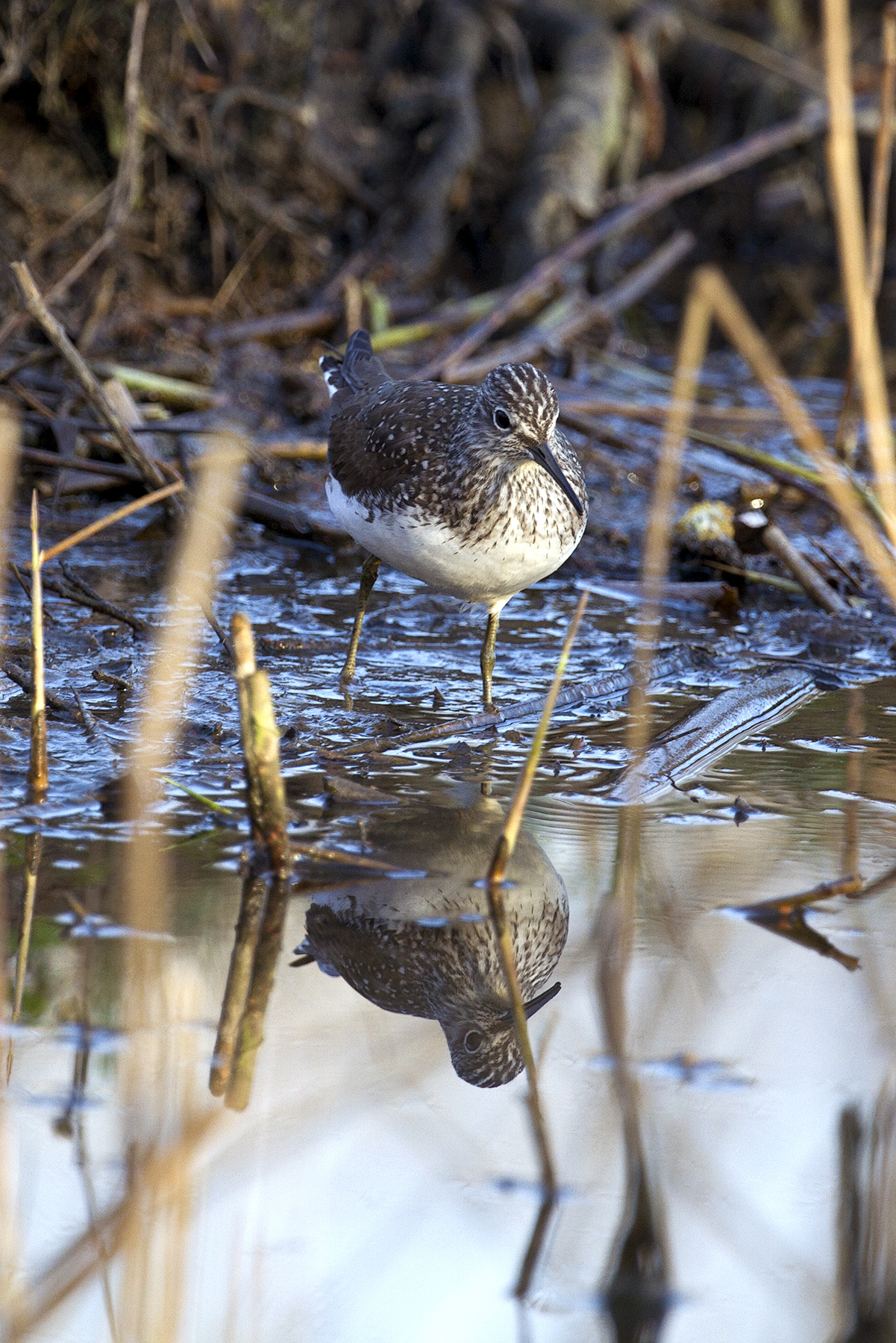 sandpiper wheatear