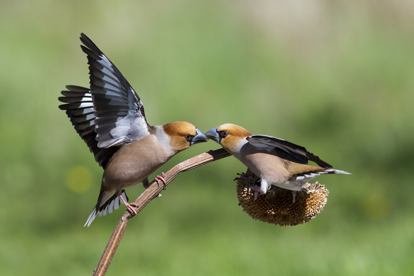 Hawfinches in lite