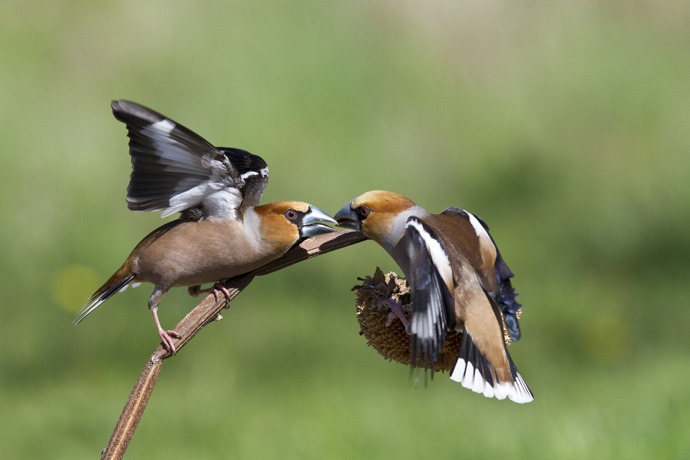 Hawfinches in lite