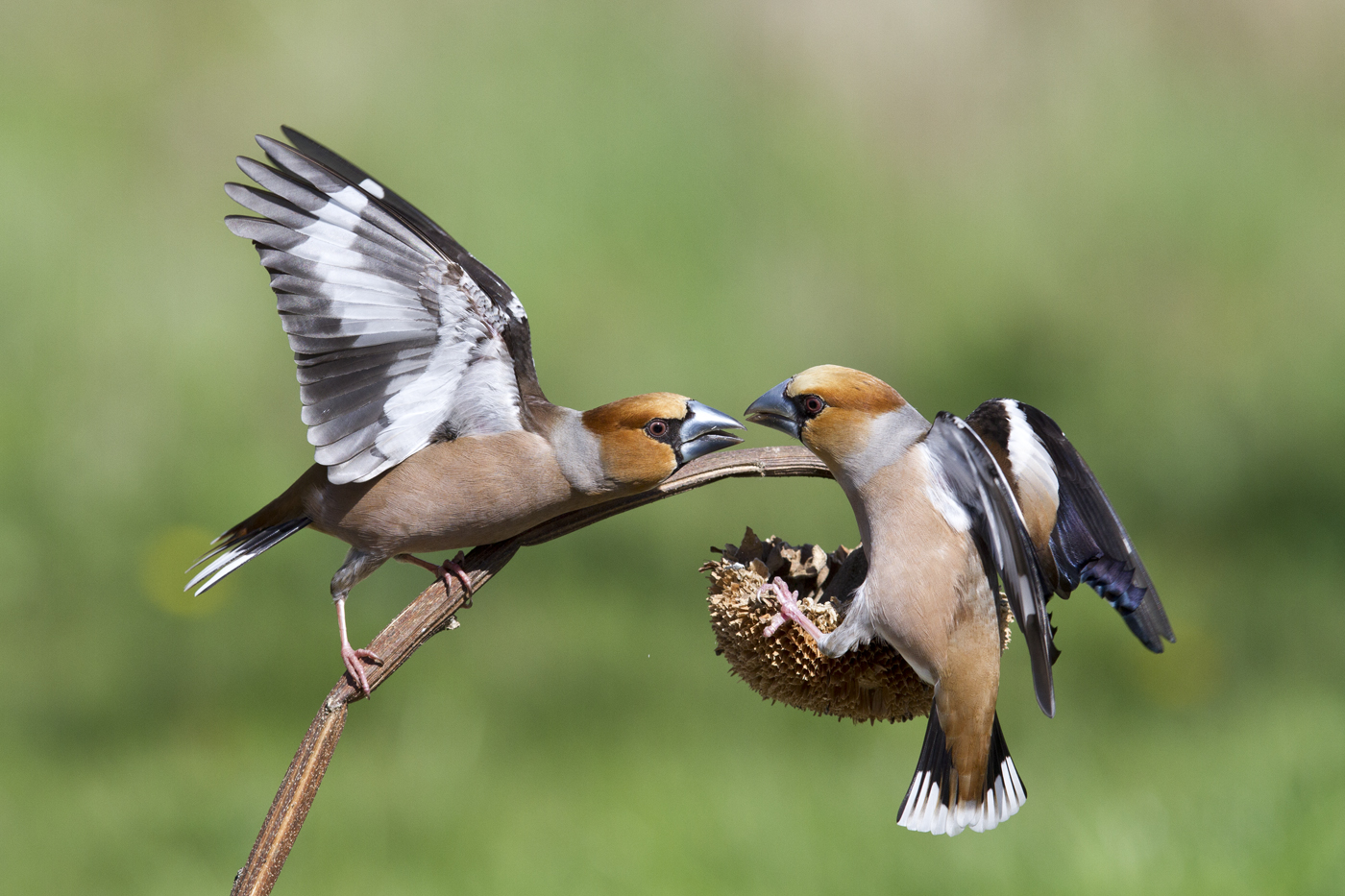 Hawfinches in lite