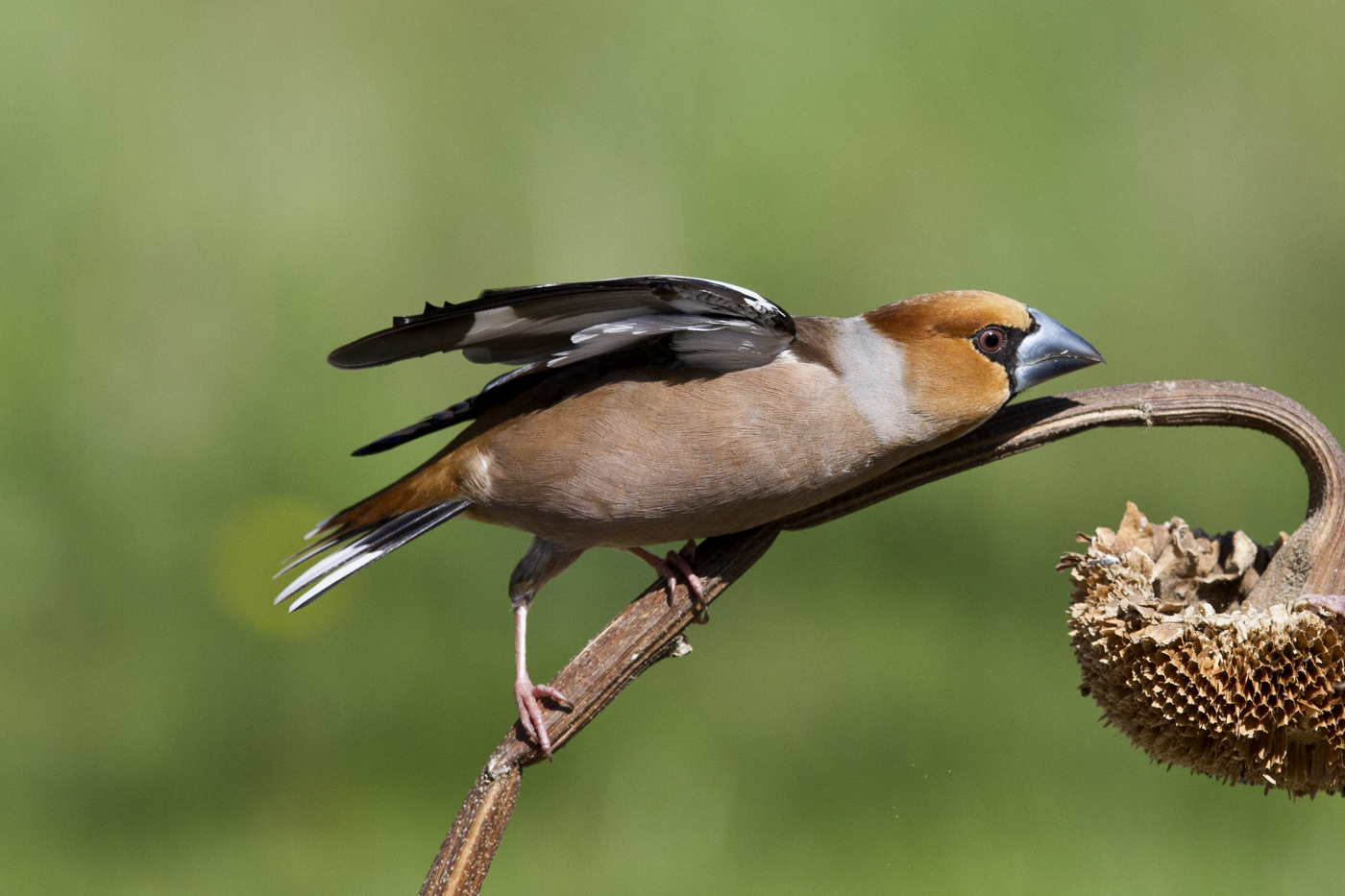 Hawfinch