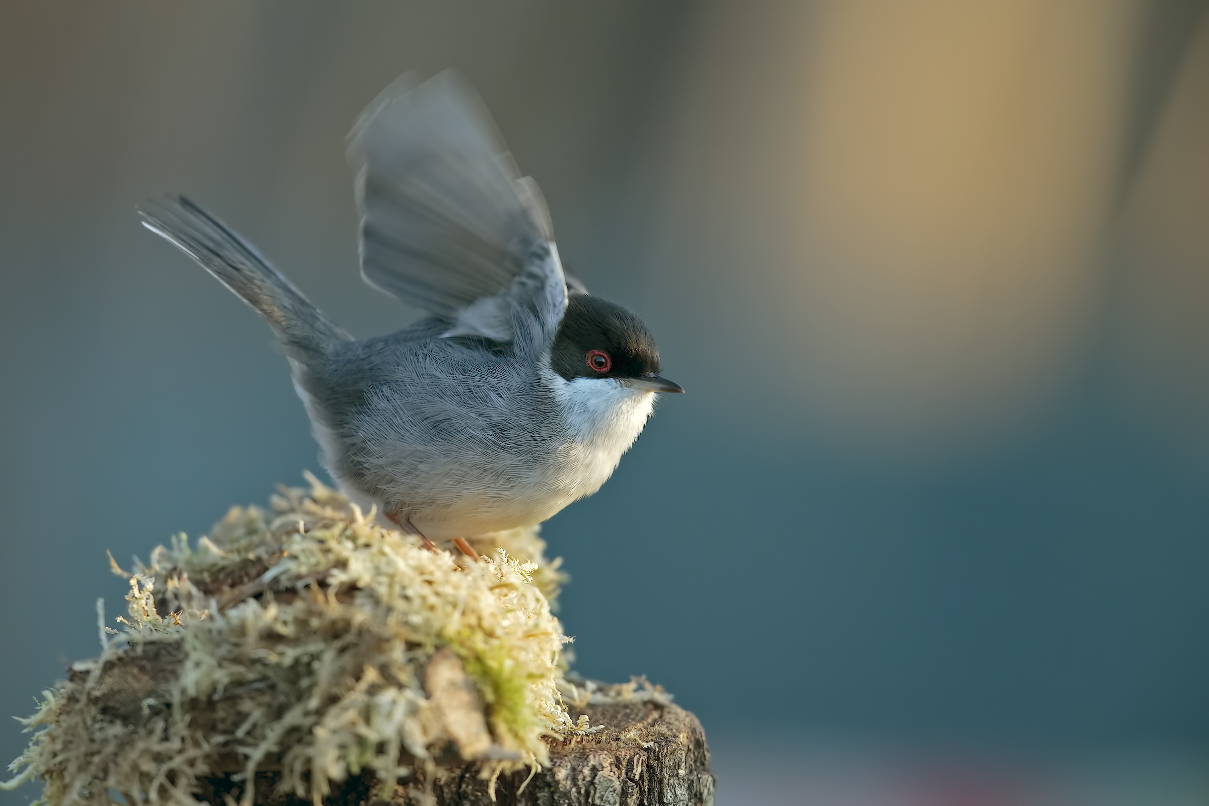 .... I go or do not go ...