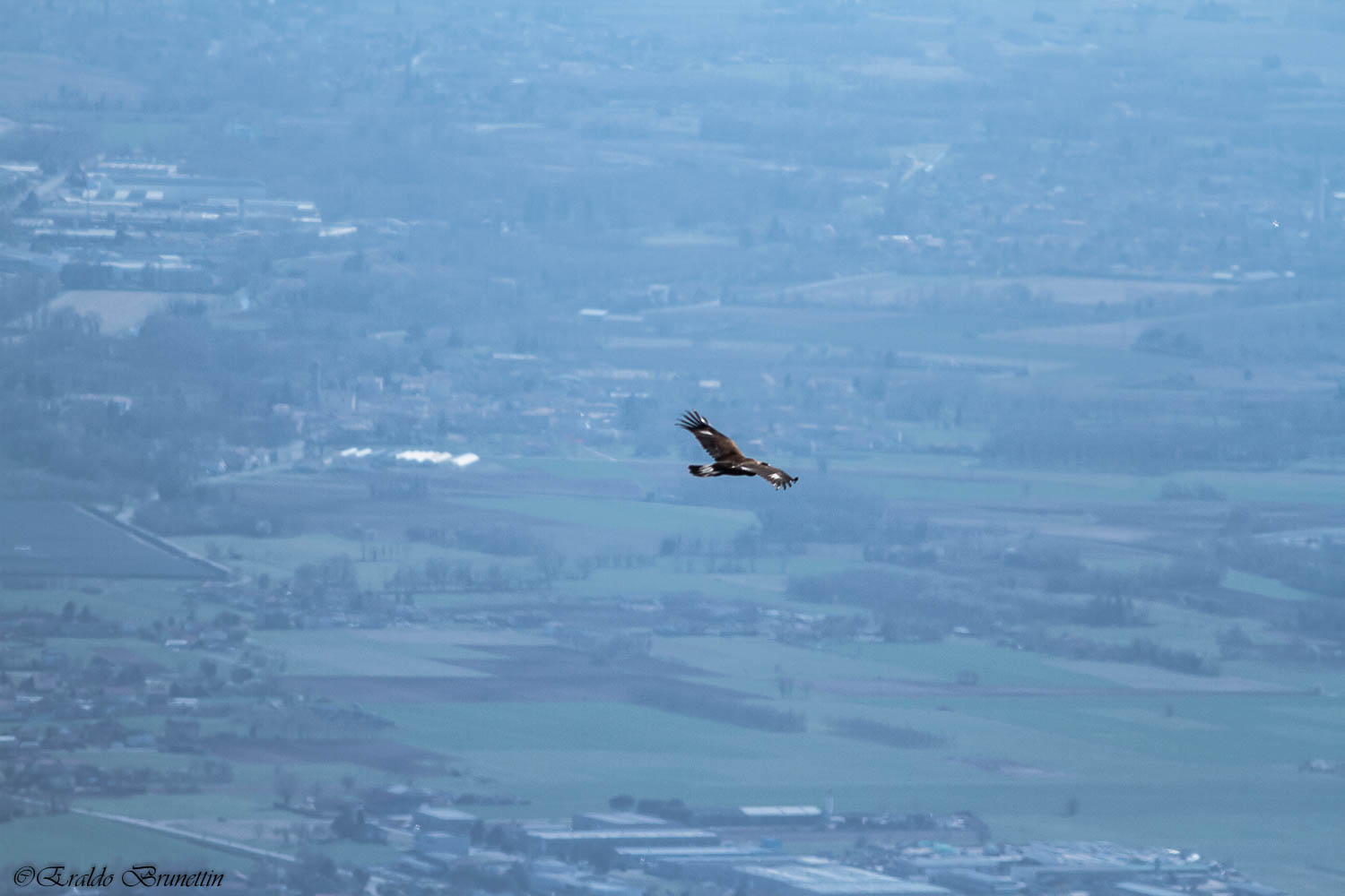 Golden Eagle (Aquila Chrysaetos)