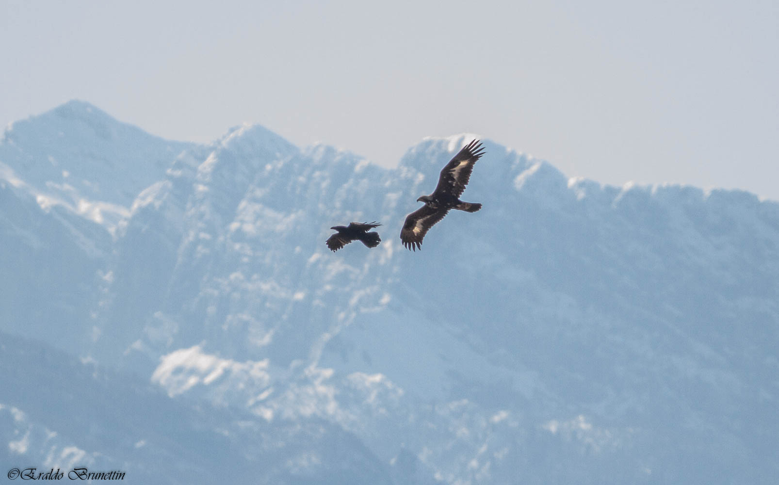 Golden Eagle (Aquila Chrysaetos)