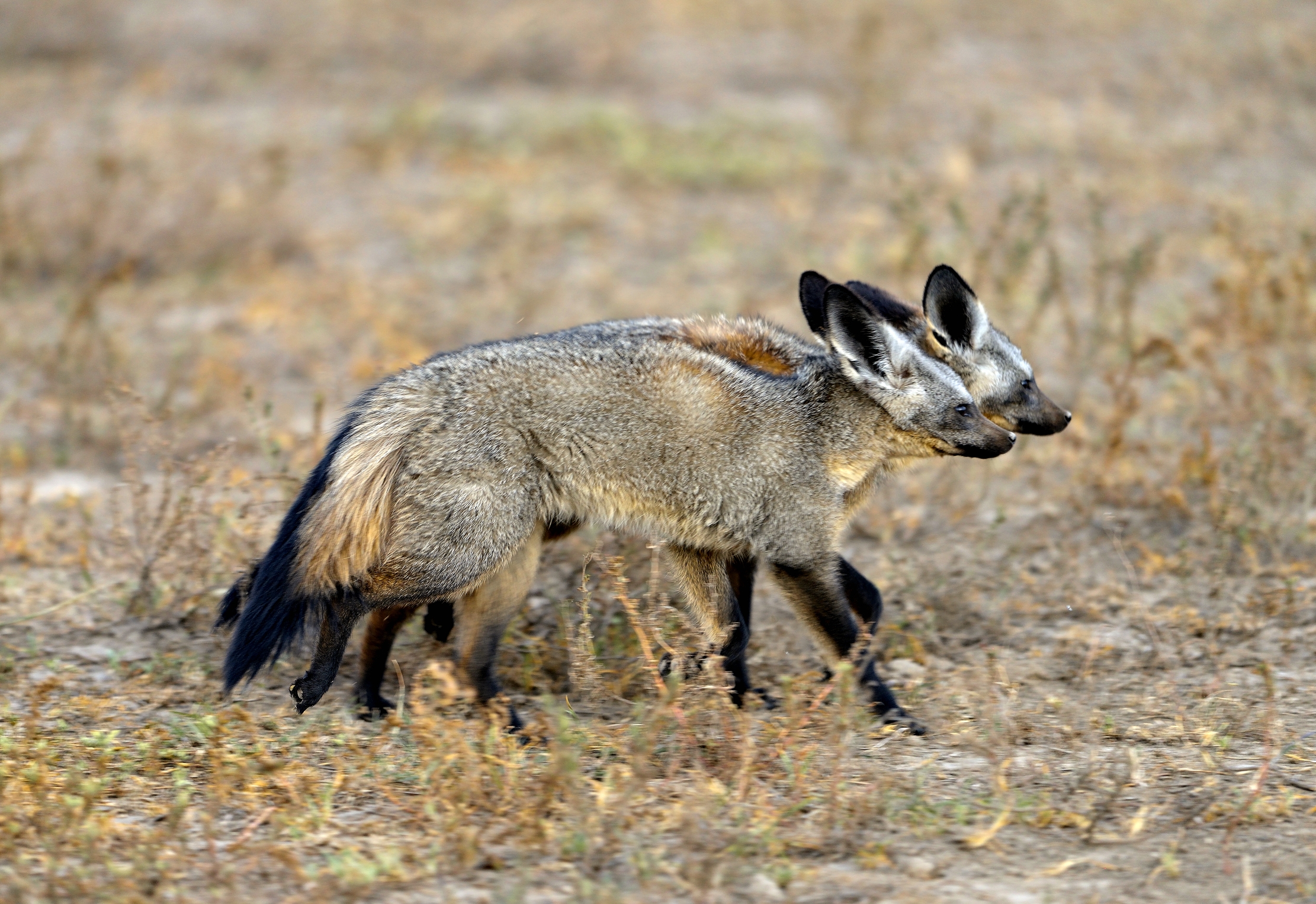 Tanzania 2015 - In coppia