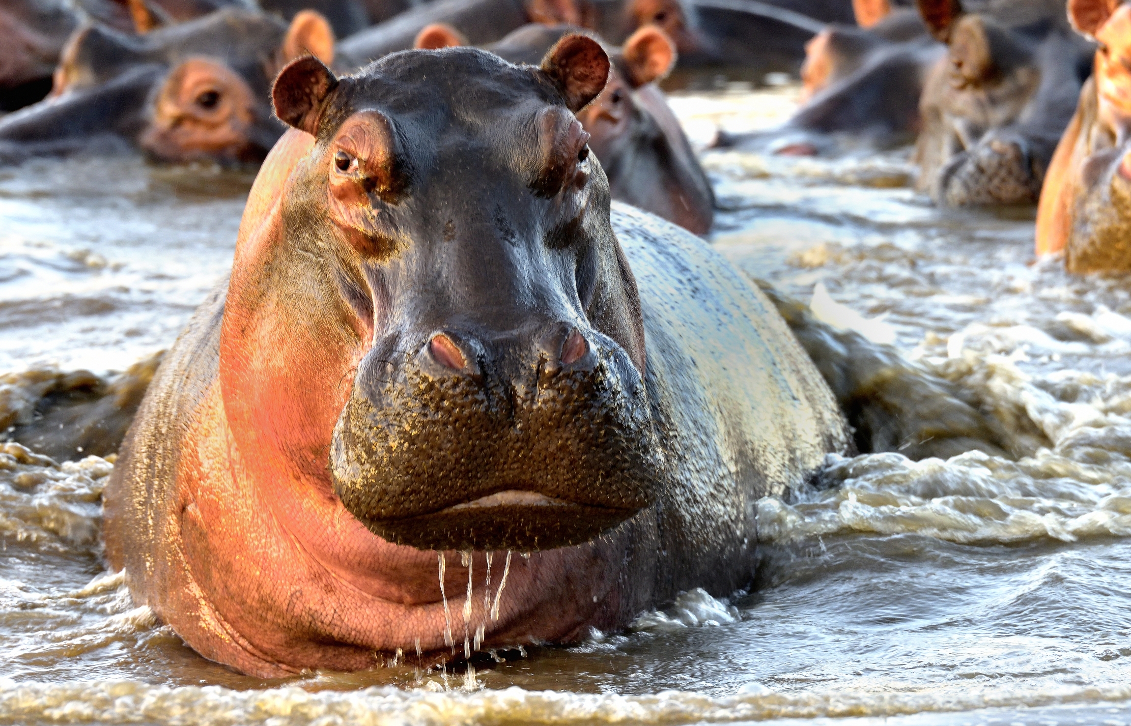 Tanzania 2015 - IppoNE