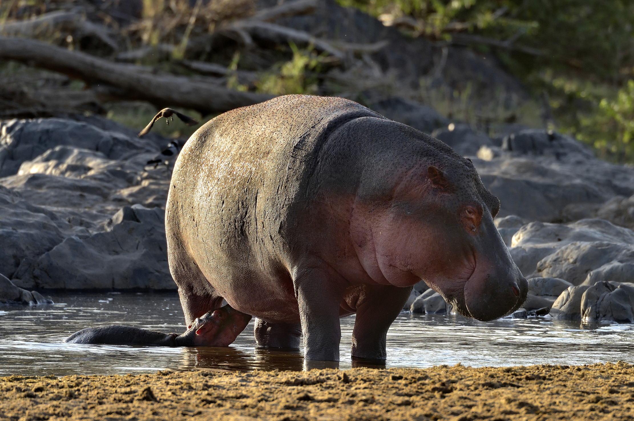 Tanzania 2015 - Allattare nell'acqua