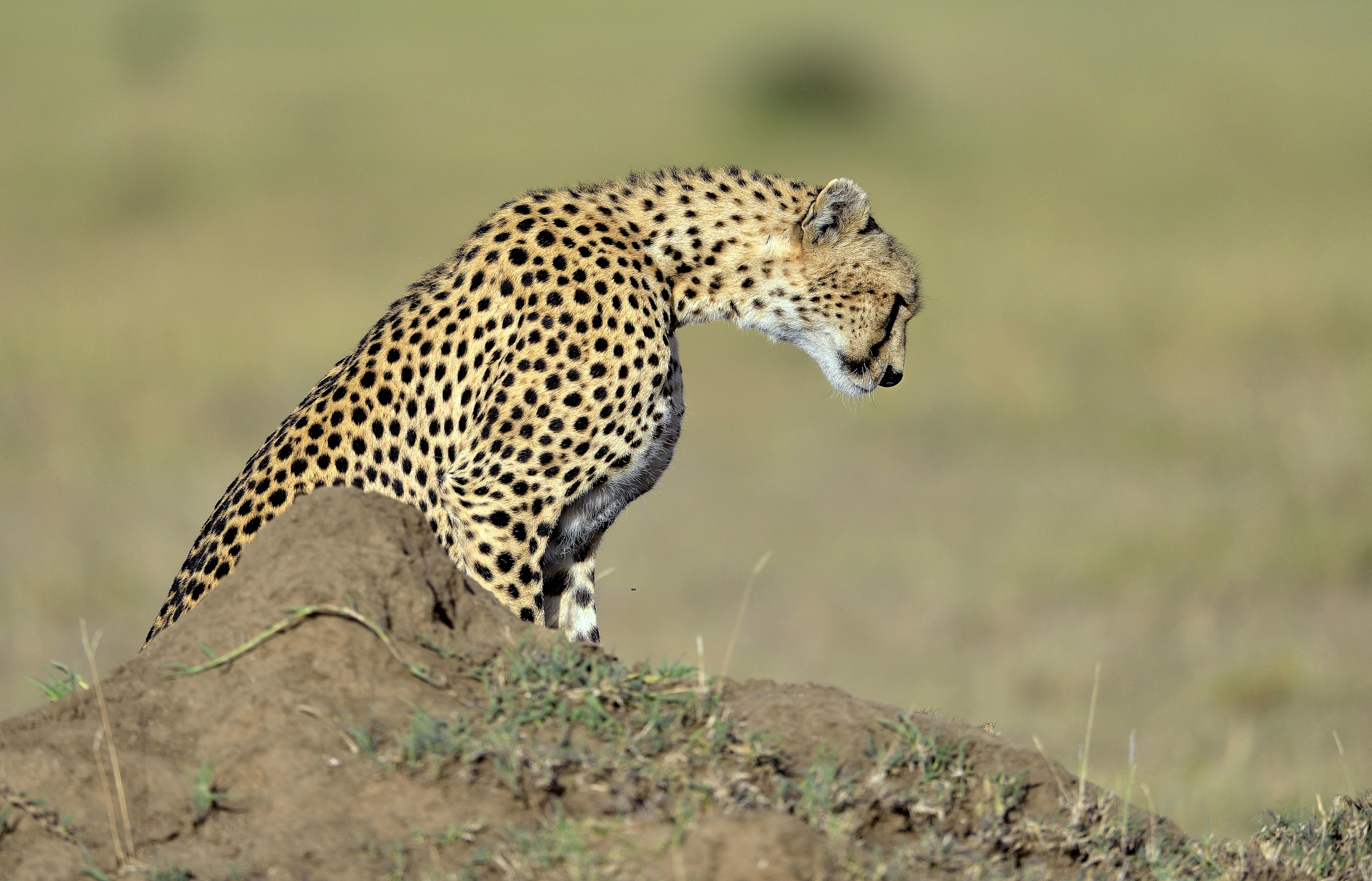 Tanzania 2015 - Contemplation