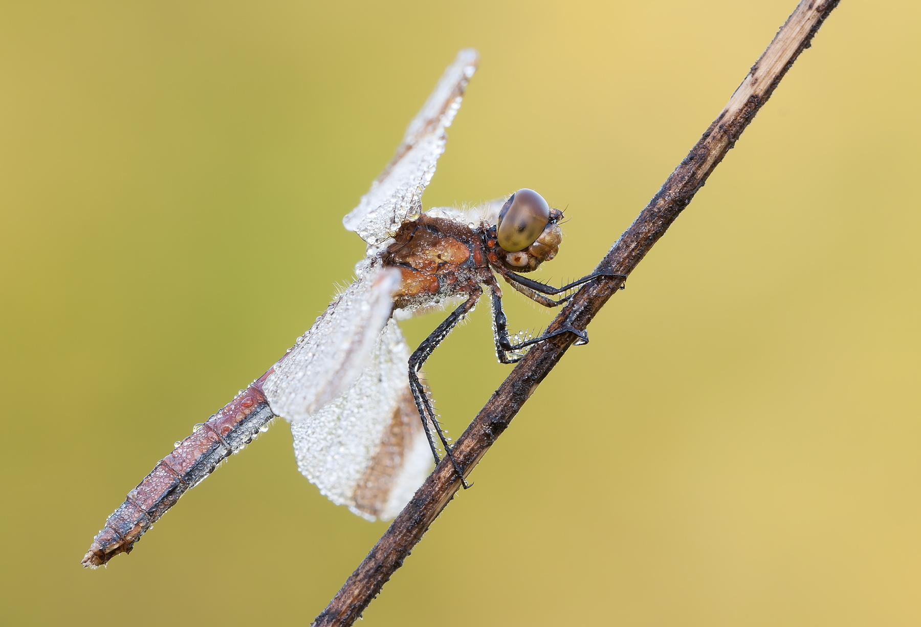 Sympetrum pedemontanum