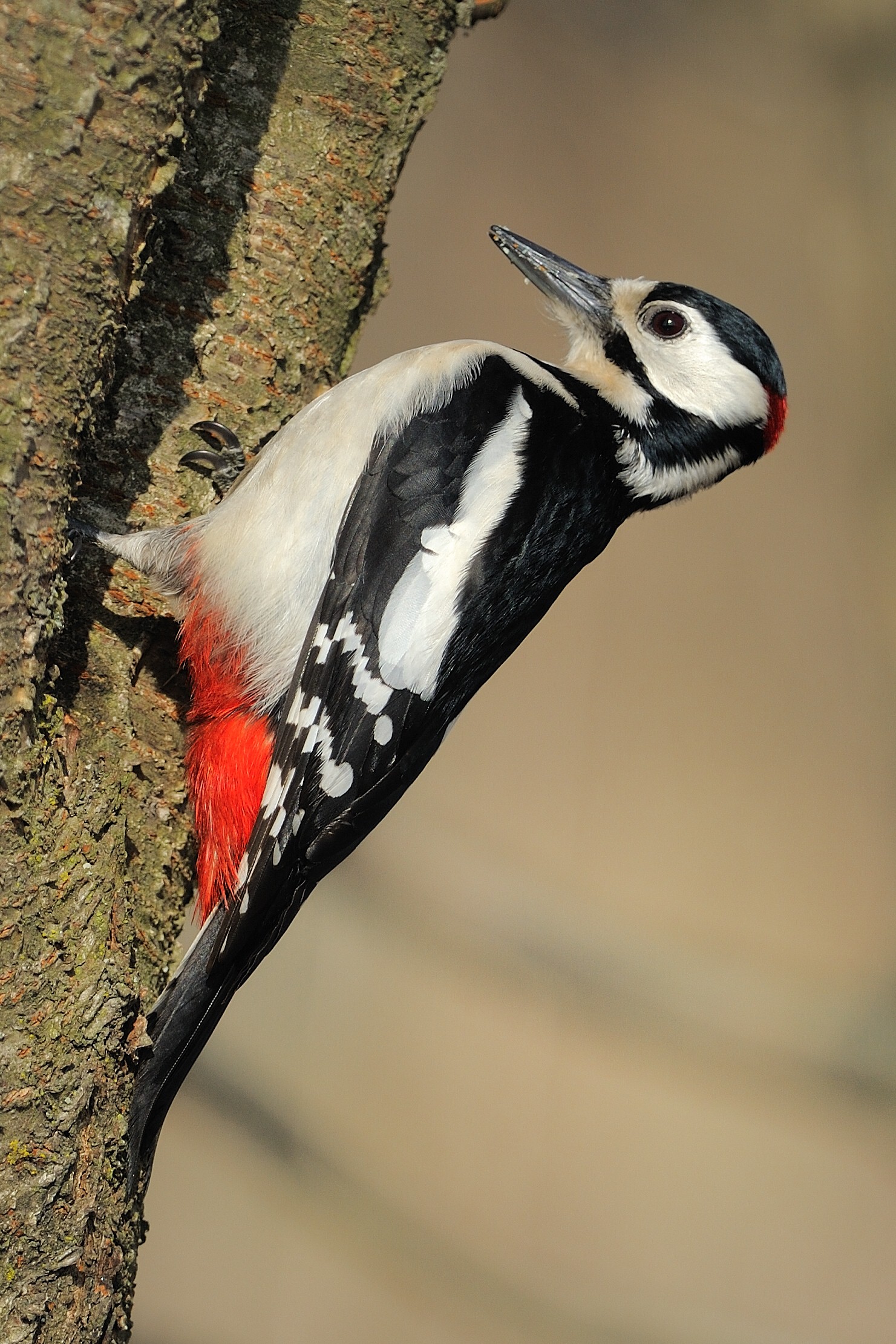Great Spotted Woodpecker