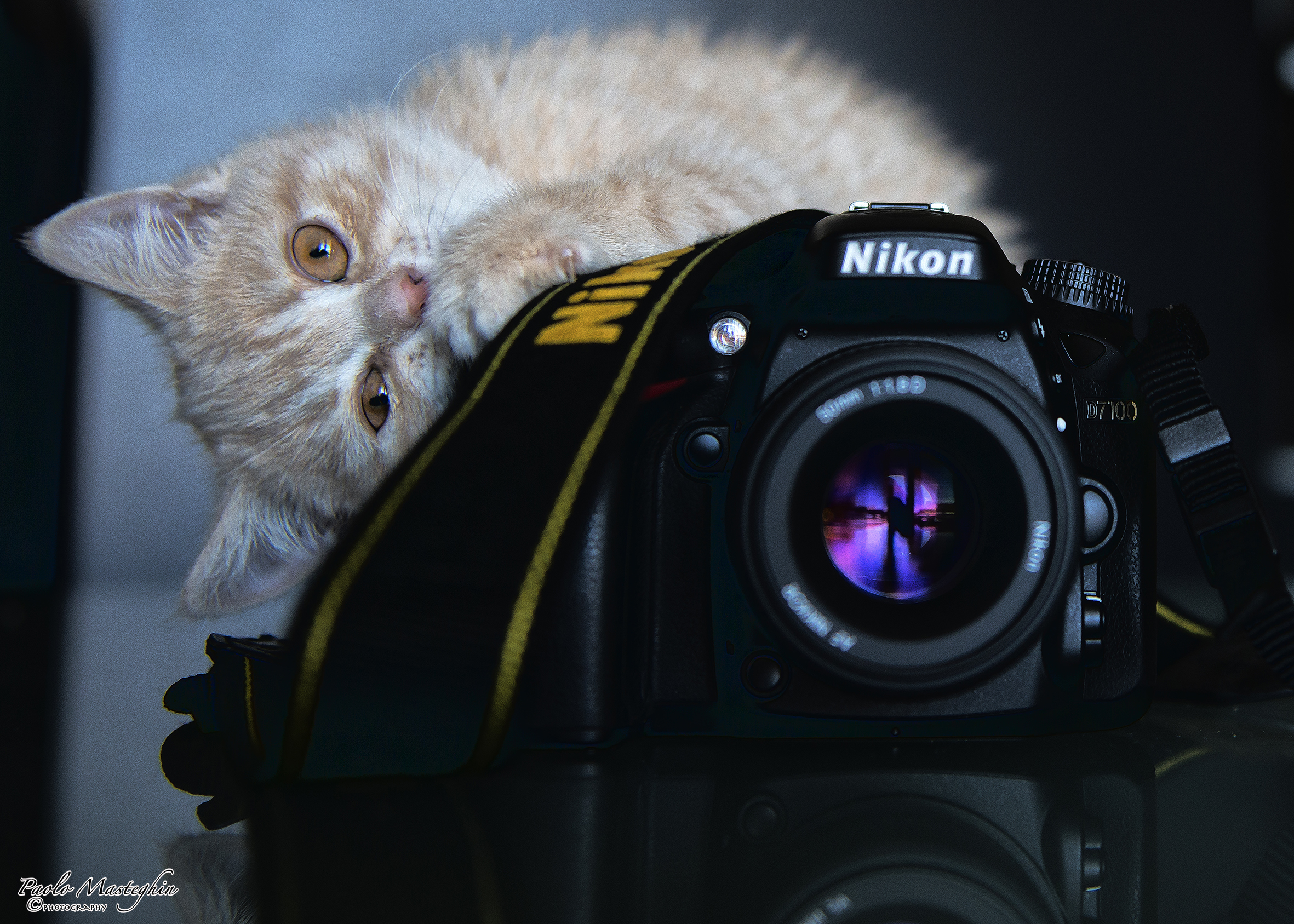 Anche Artù è Nikon...