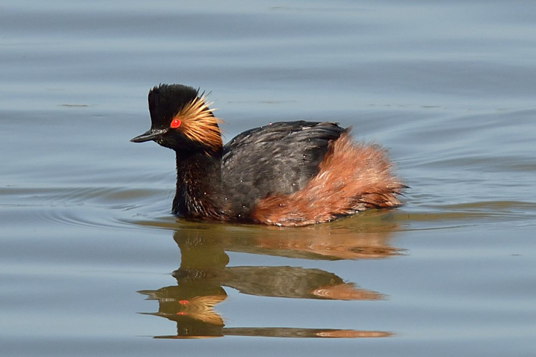 Black-necked Grebe (Podiceps nigricollis)
