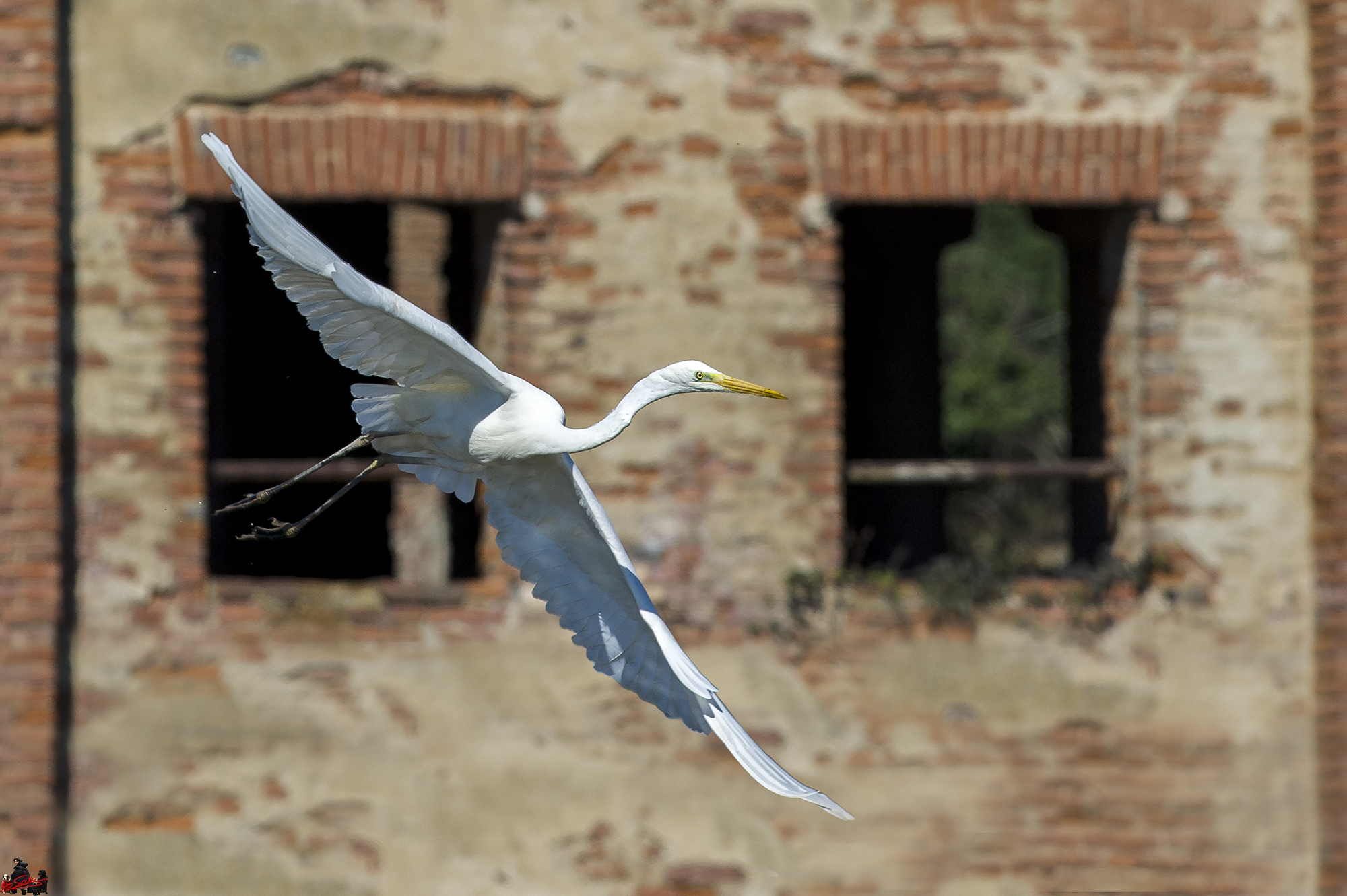 Great Egret