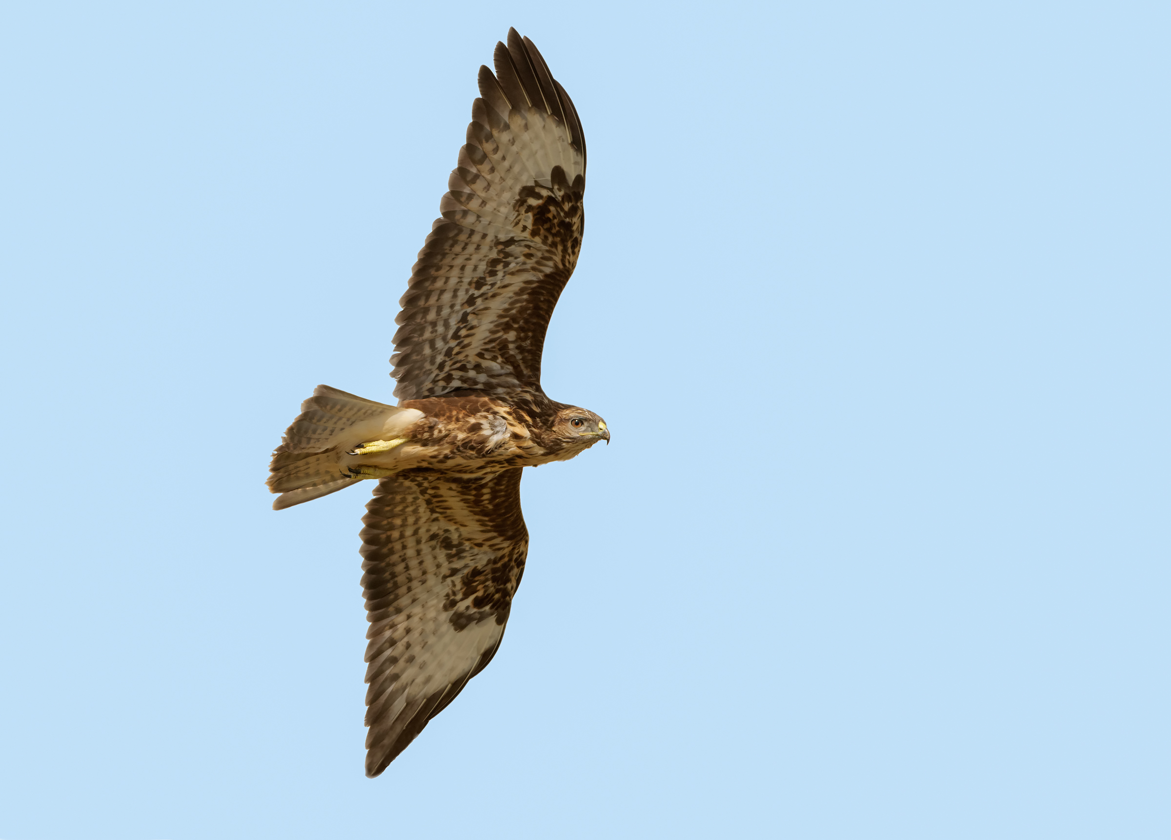 Poiana (Buteo buteo)