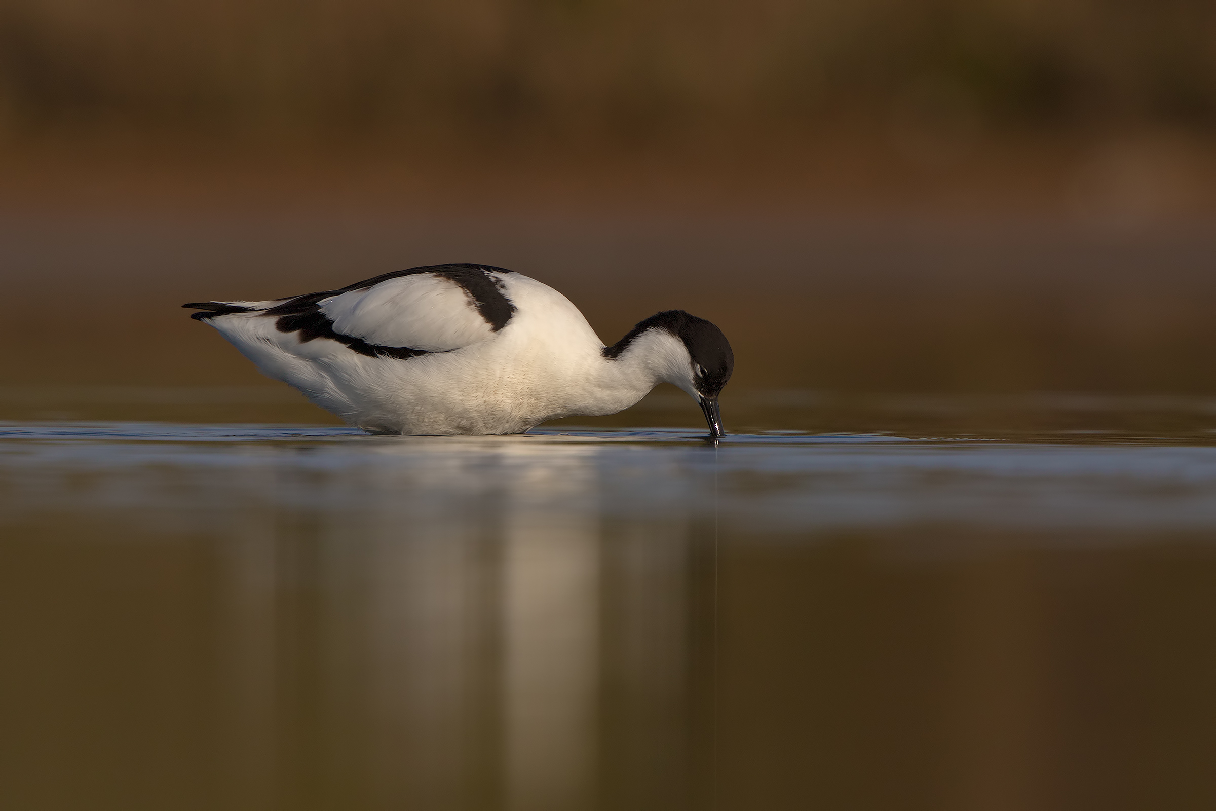 Avocetta