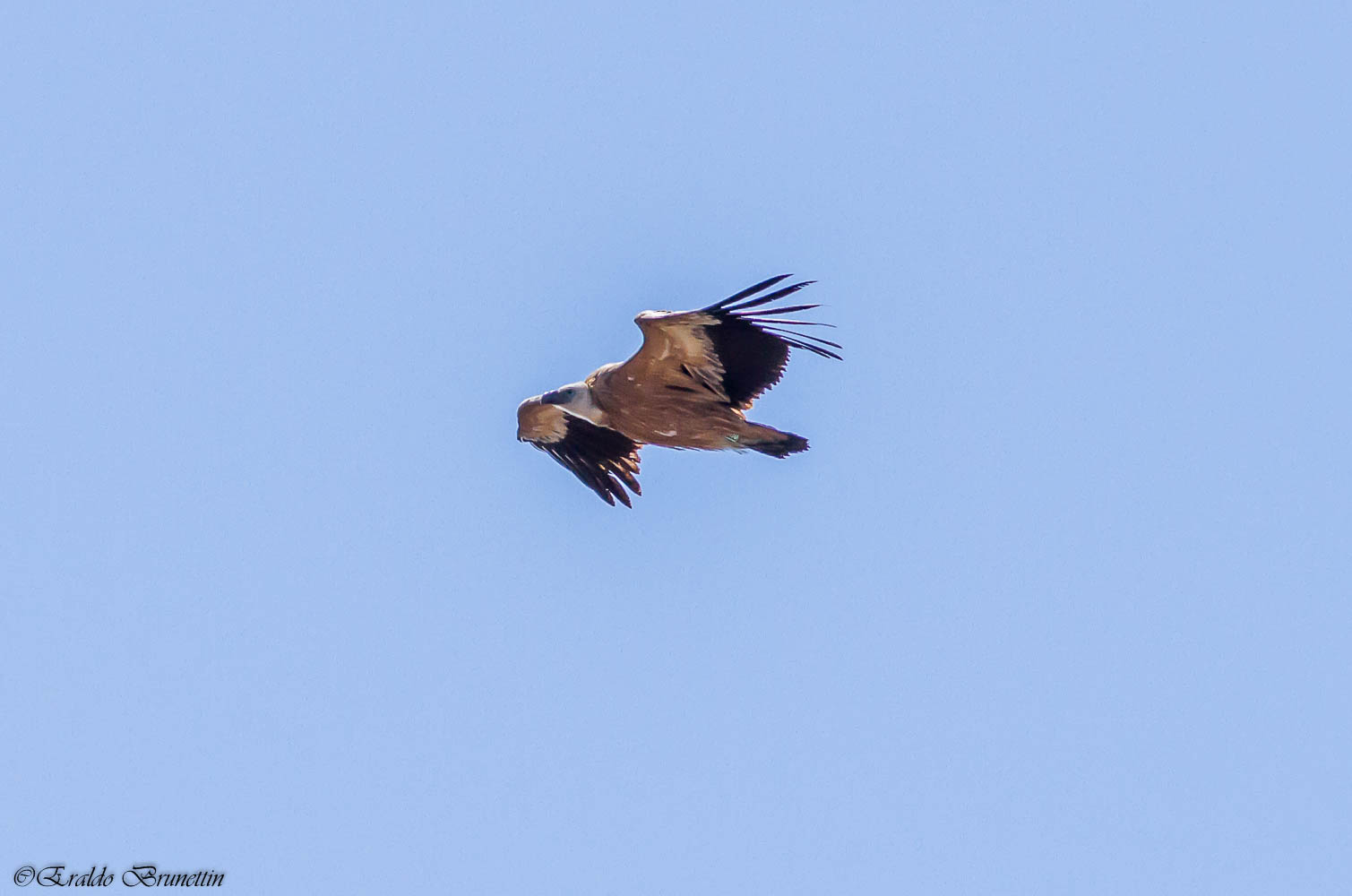 Griffon vulture (Gyps fulvus)