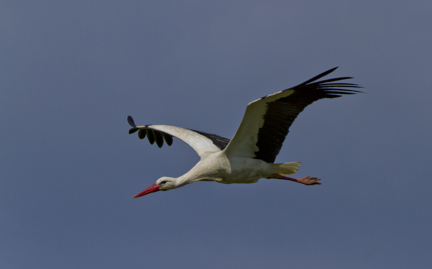 Cicogna bianca in volo