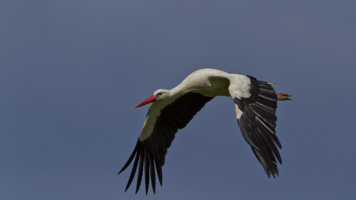 Cicogna bianca in volo