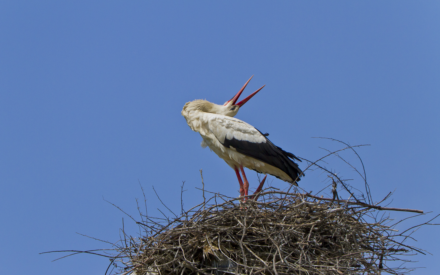 Cicogne bianche in esibizione