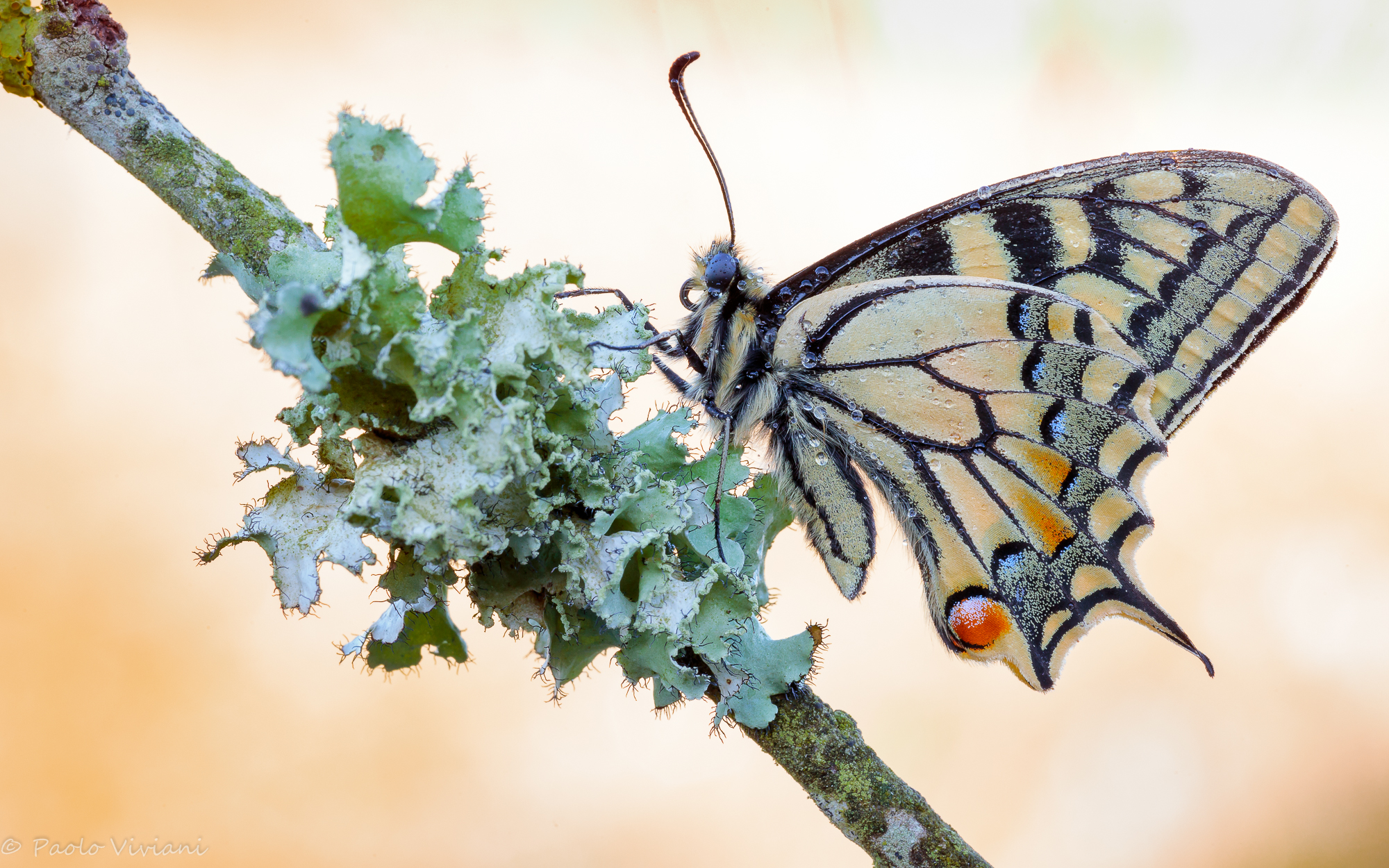 Il primo RE della stagione