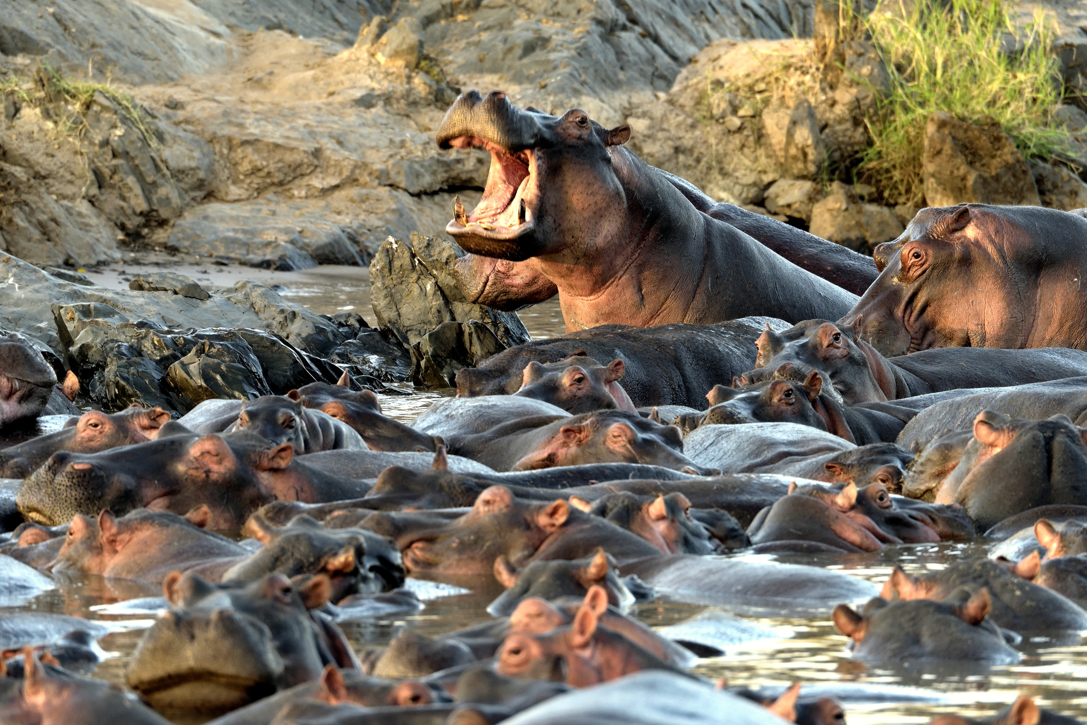 Tanzania 2015 - Distinguo..