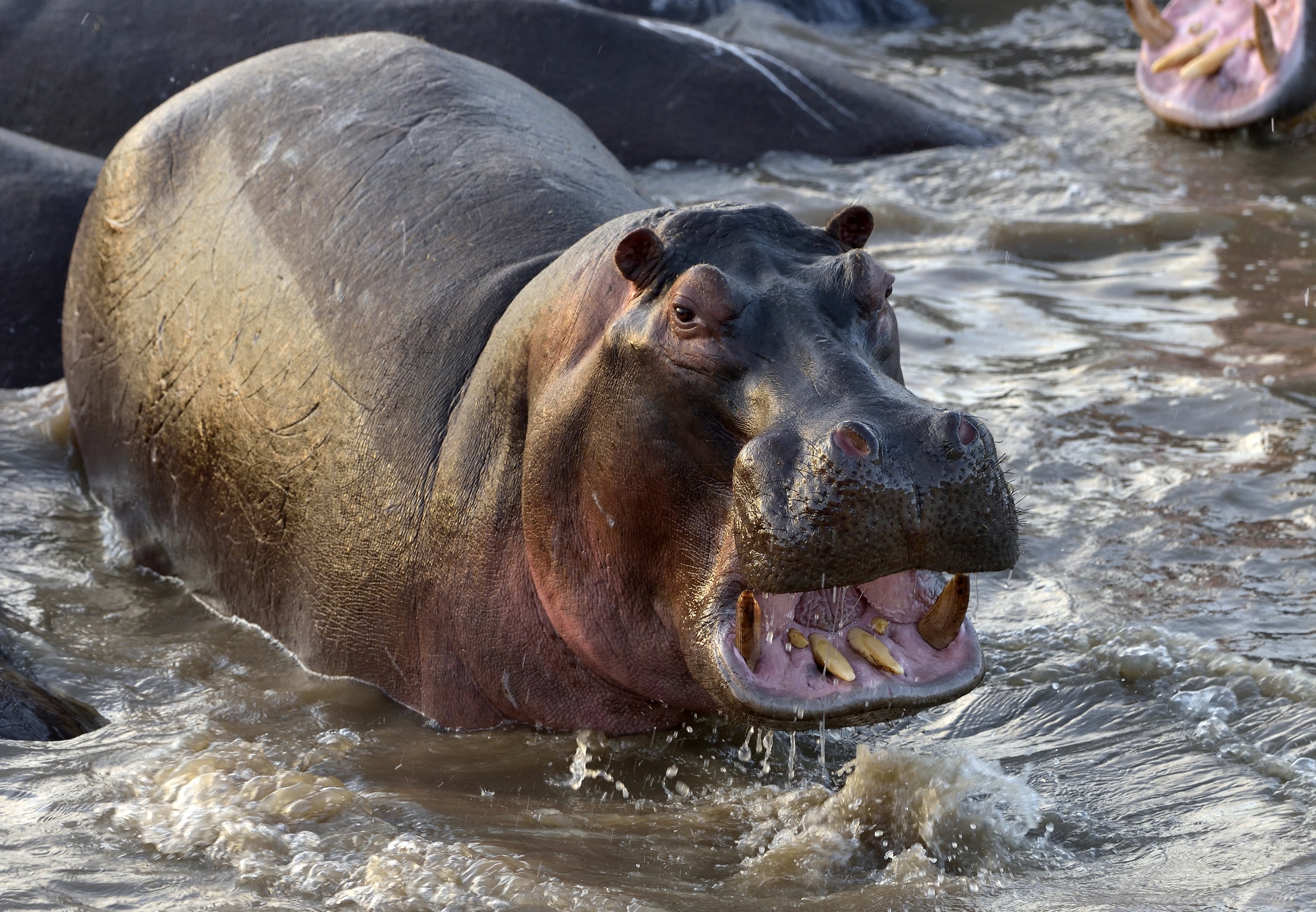 Tanzania 2015 - adesso mi arrabbio....
