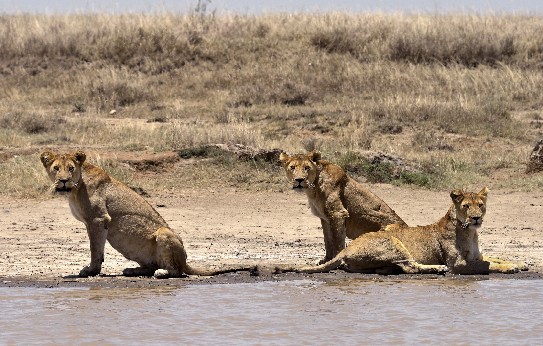 Tanzania 2015 - Allerta..