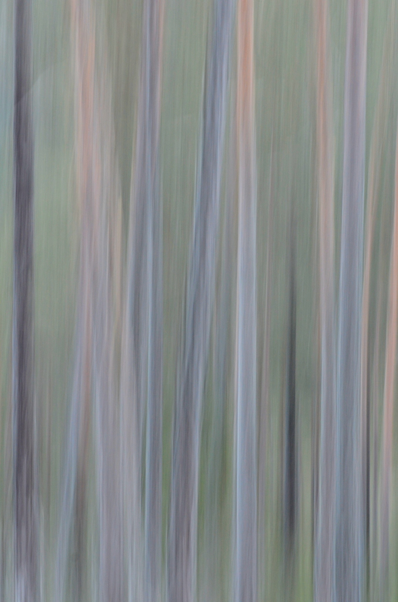 Fotopitturando in the woods ..